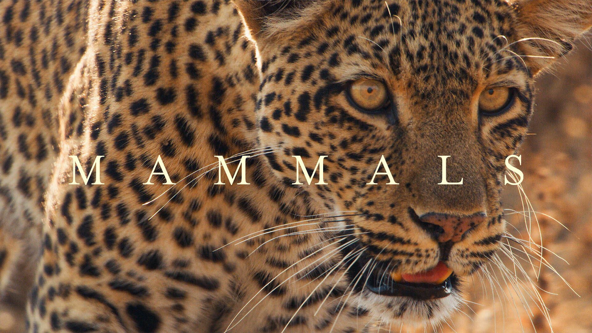 Mammals