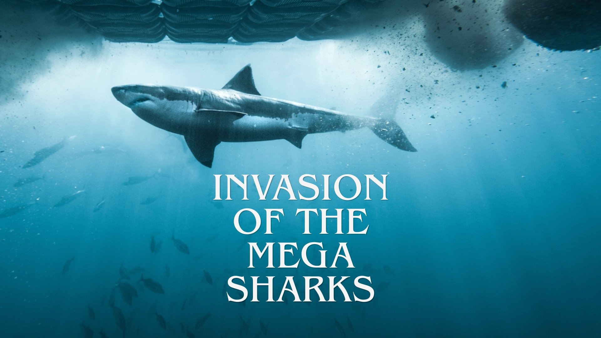 Sharks Of The Dead Zone