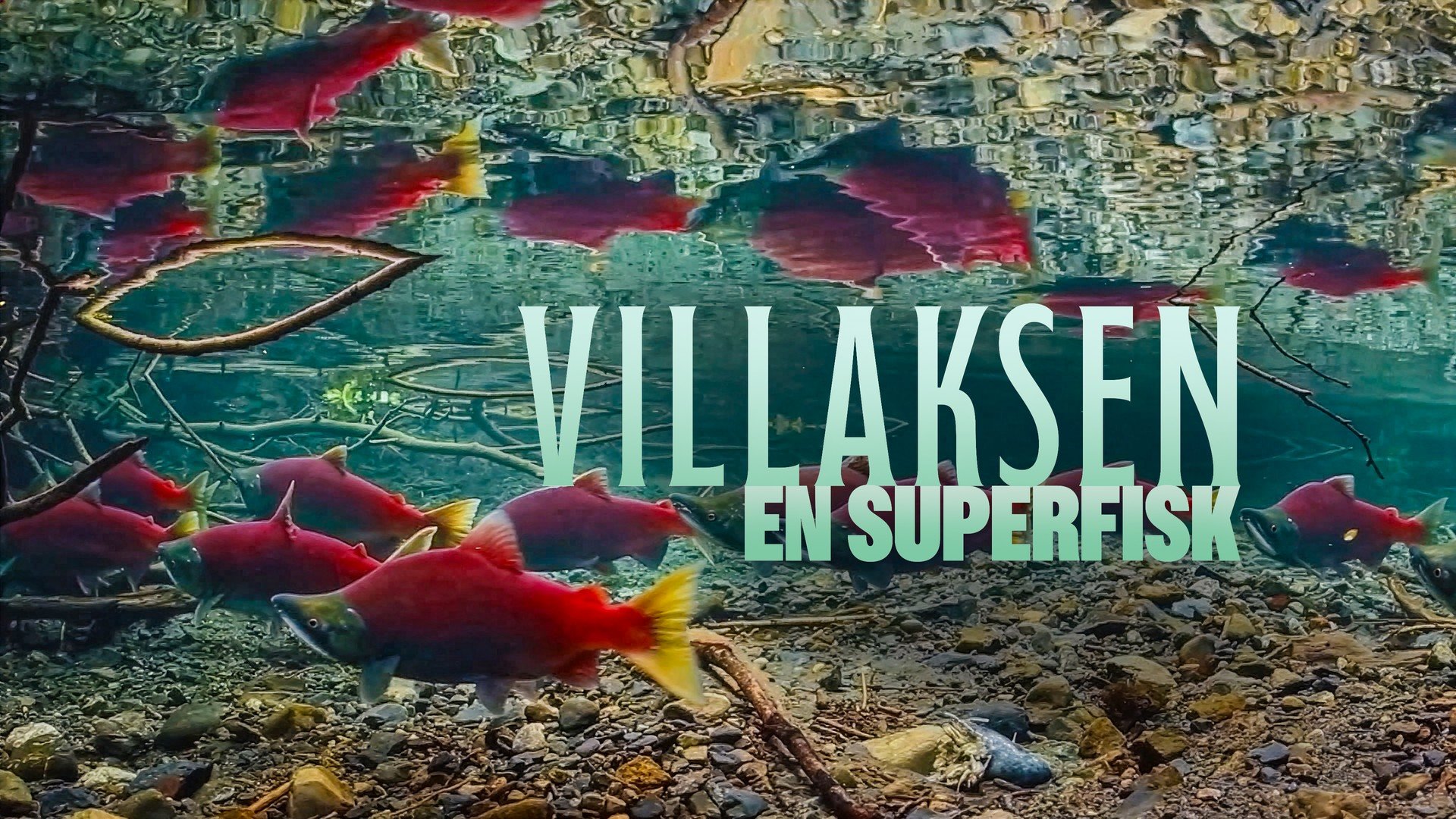 Villaksen – en superfisk