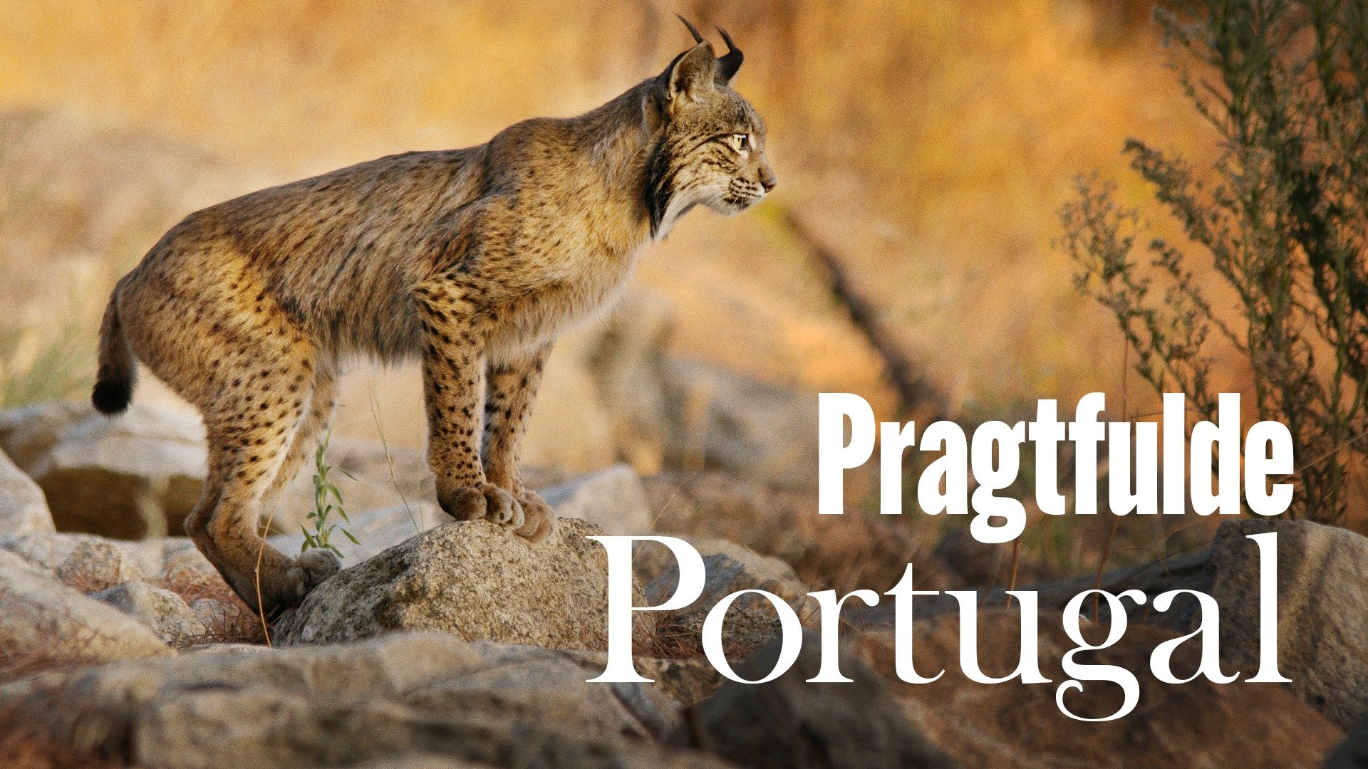 Pragtfulde Portugal
