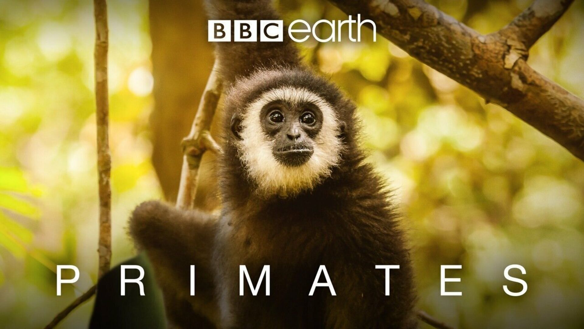 Primaternes vilde verden