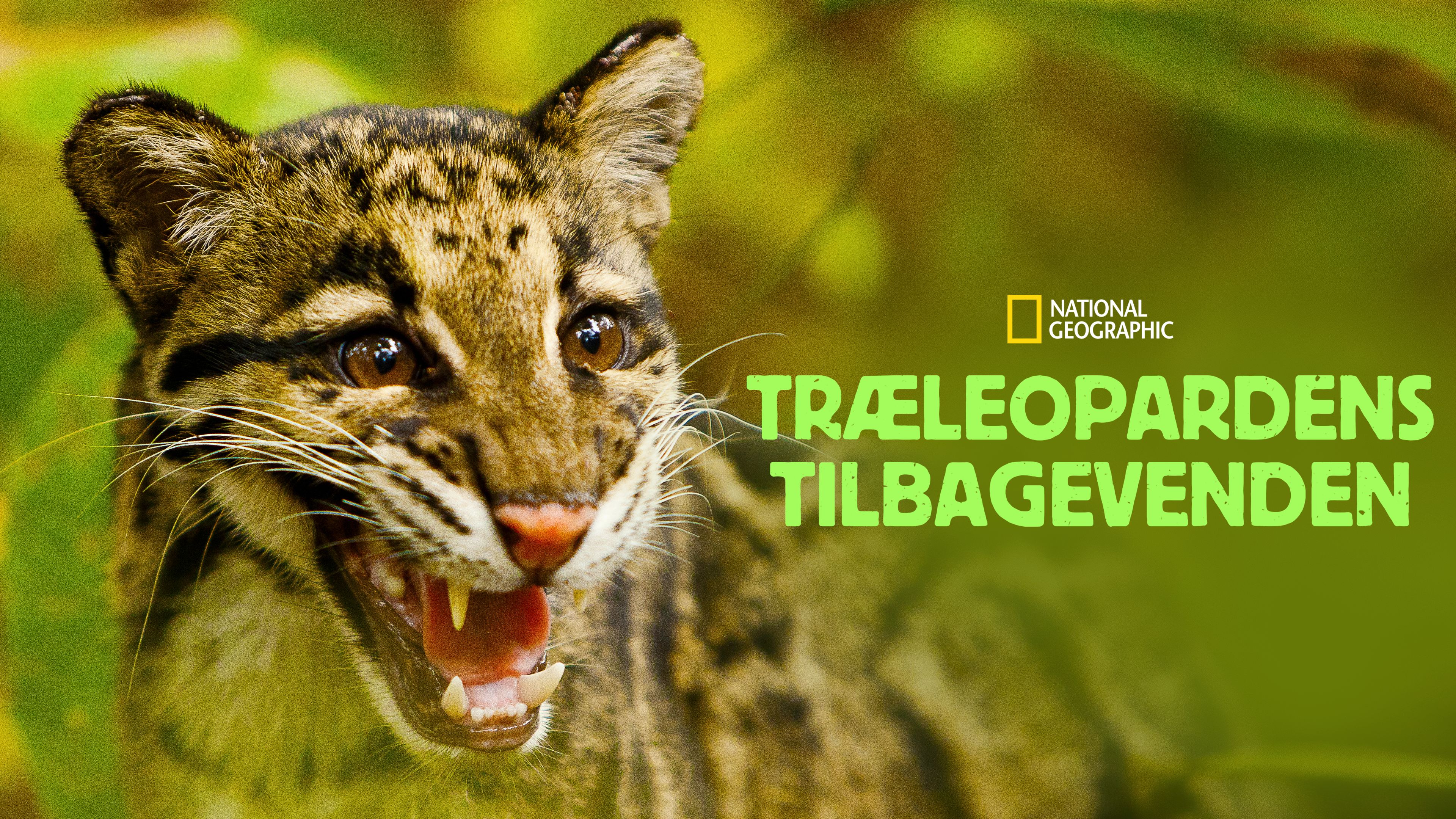 Træleopardens tilbagevenden