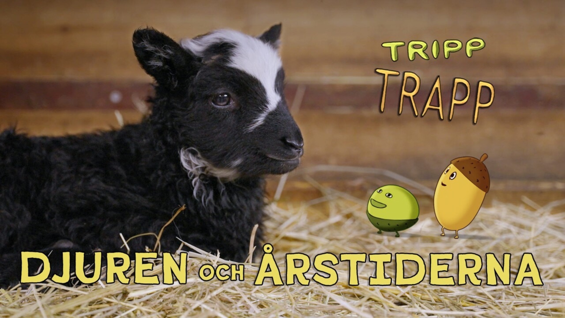 Tripp och Trapp - djuren och årstiderna