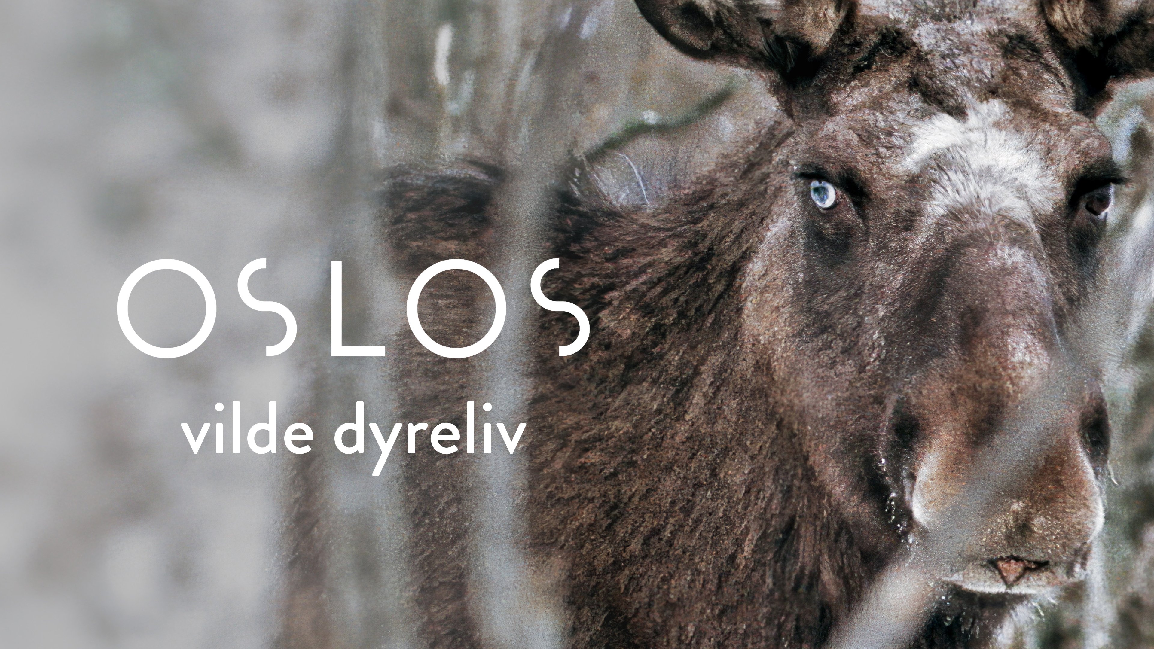 Oslos vilde dyreliv