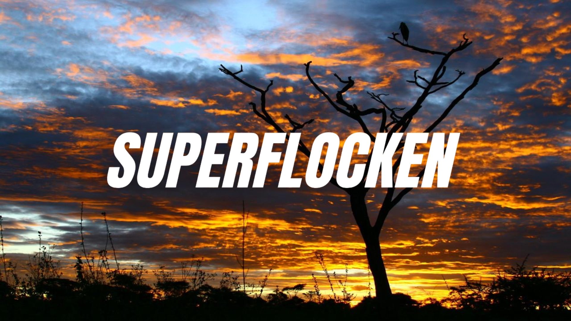 Superflok