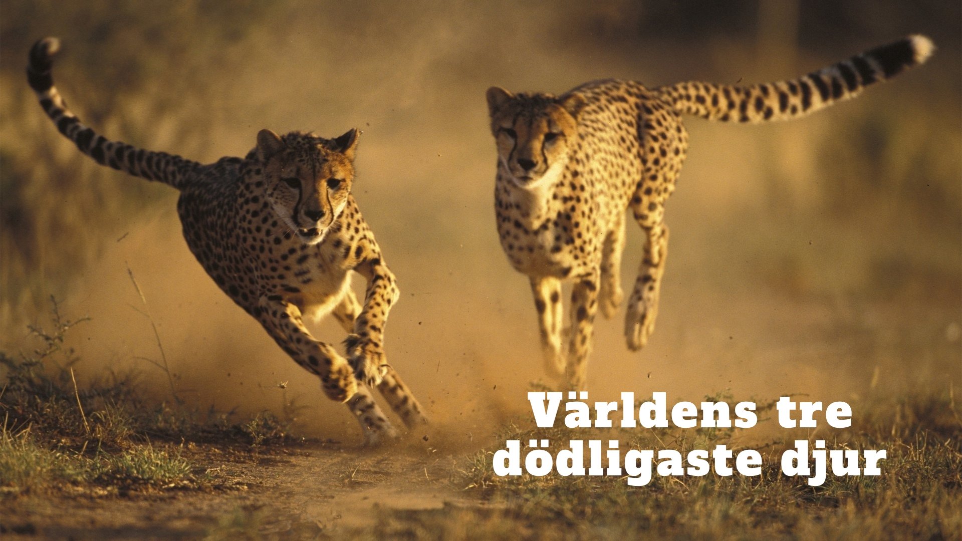 Verdens tre farligste dræbere