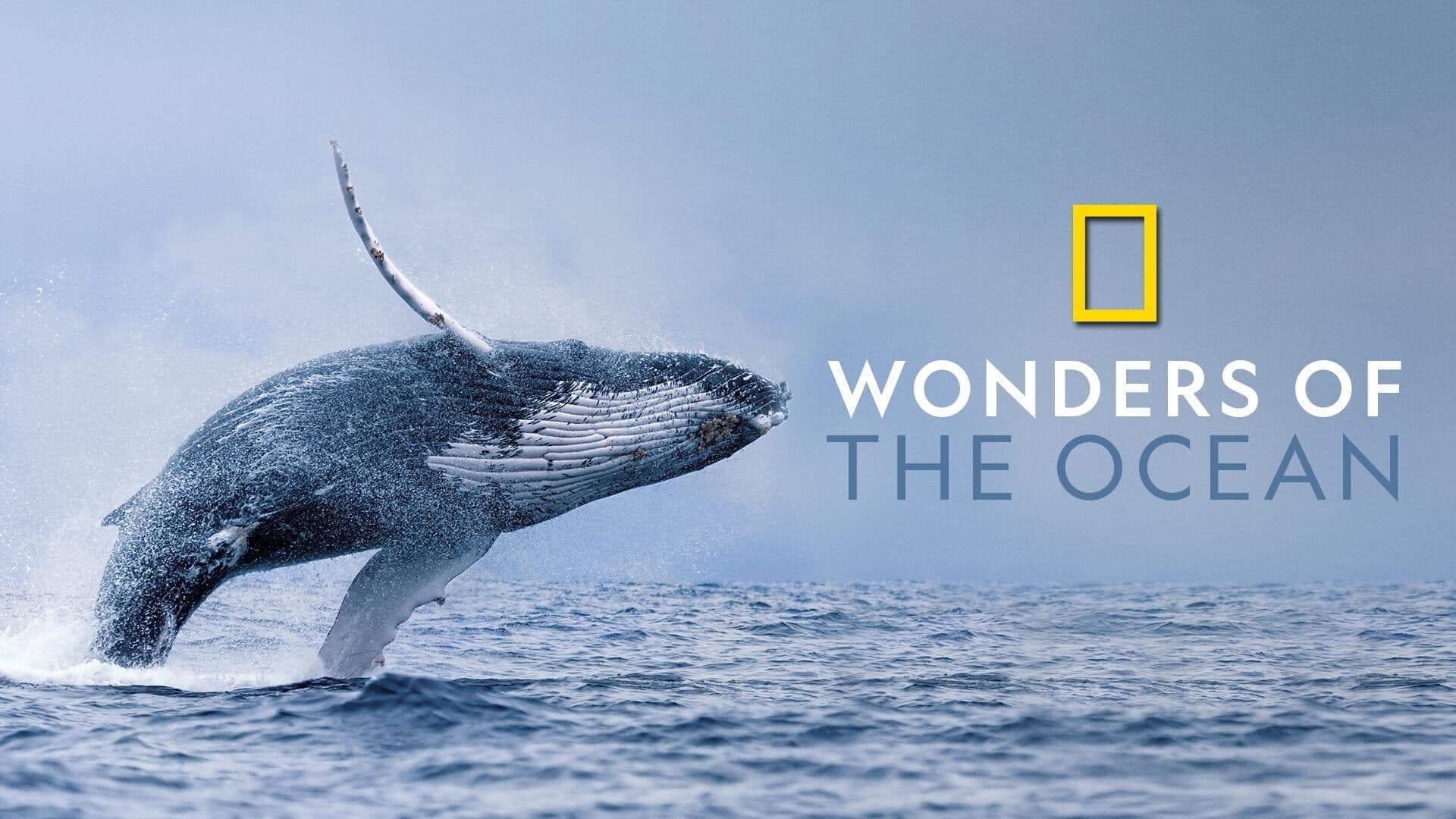 Wonders of The Ocean