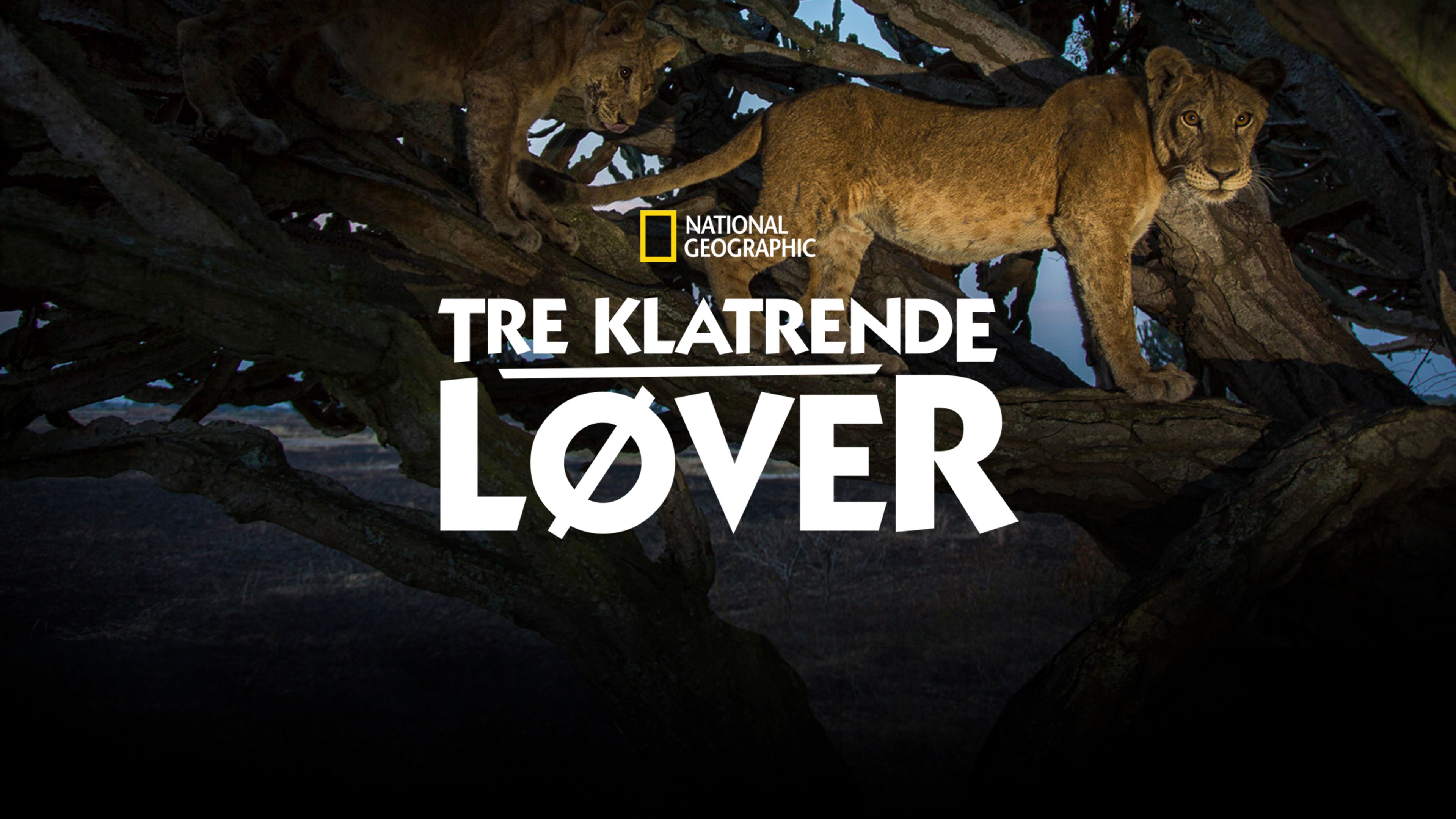 Tre klatrende løver