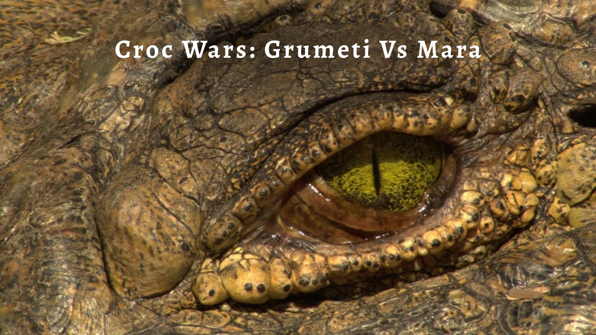 Croc Wars: Grumeti Vs Mara