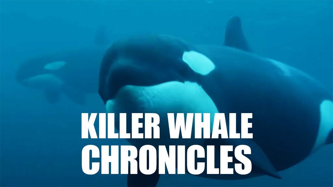 Whales