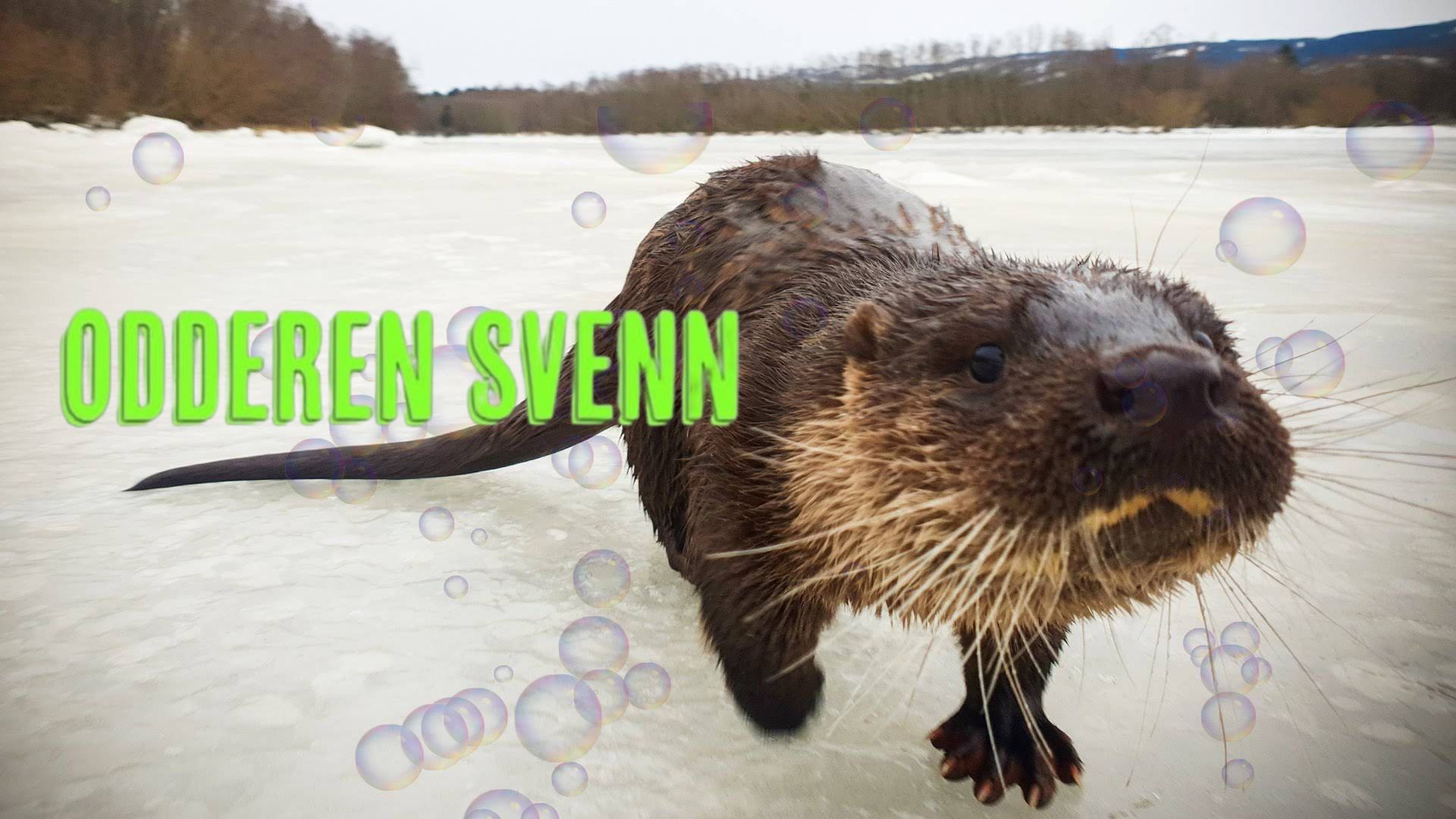 Odderen Svenn