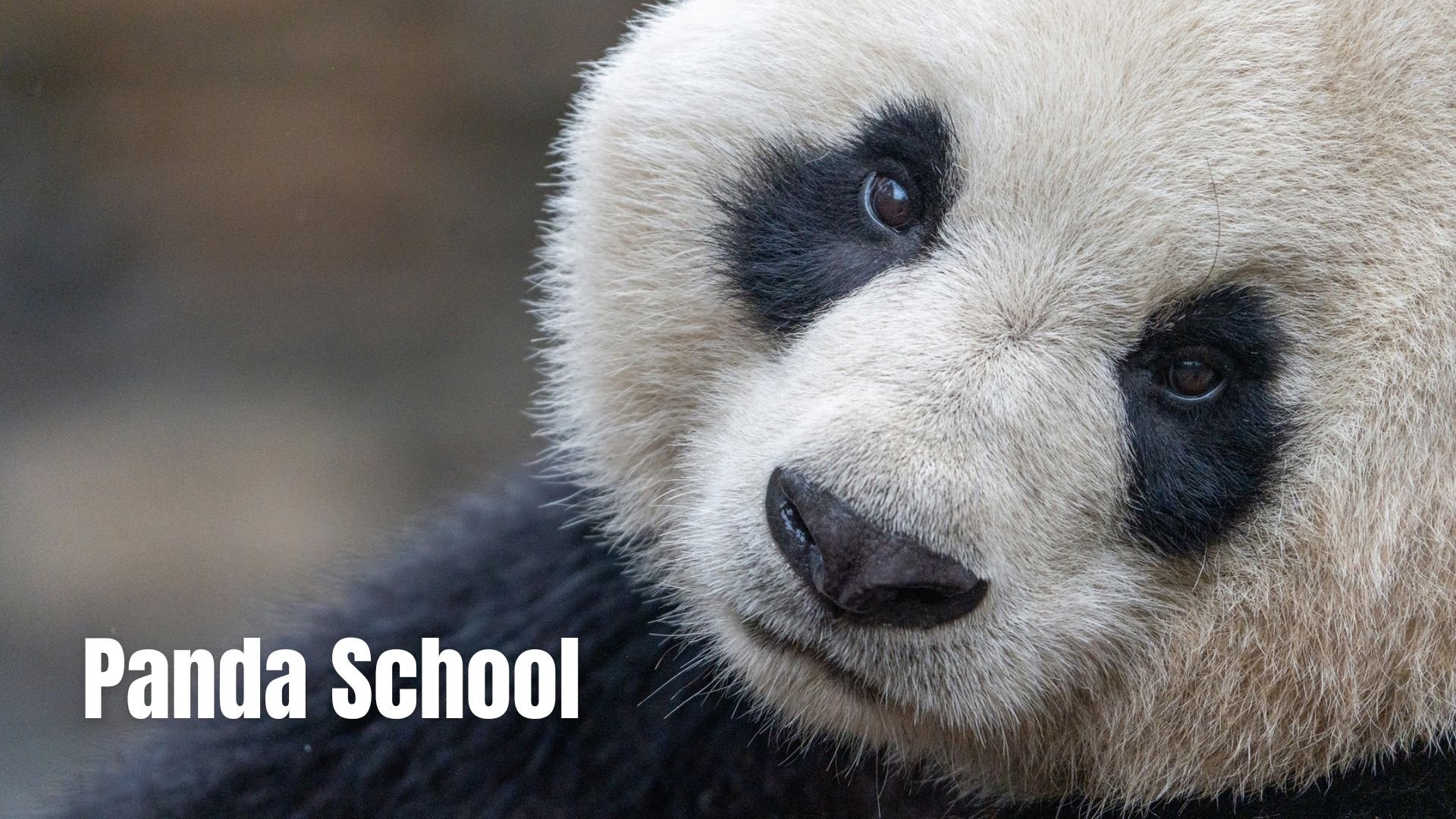 Panda School