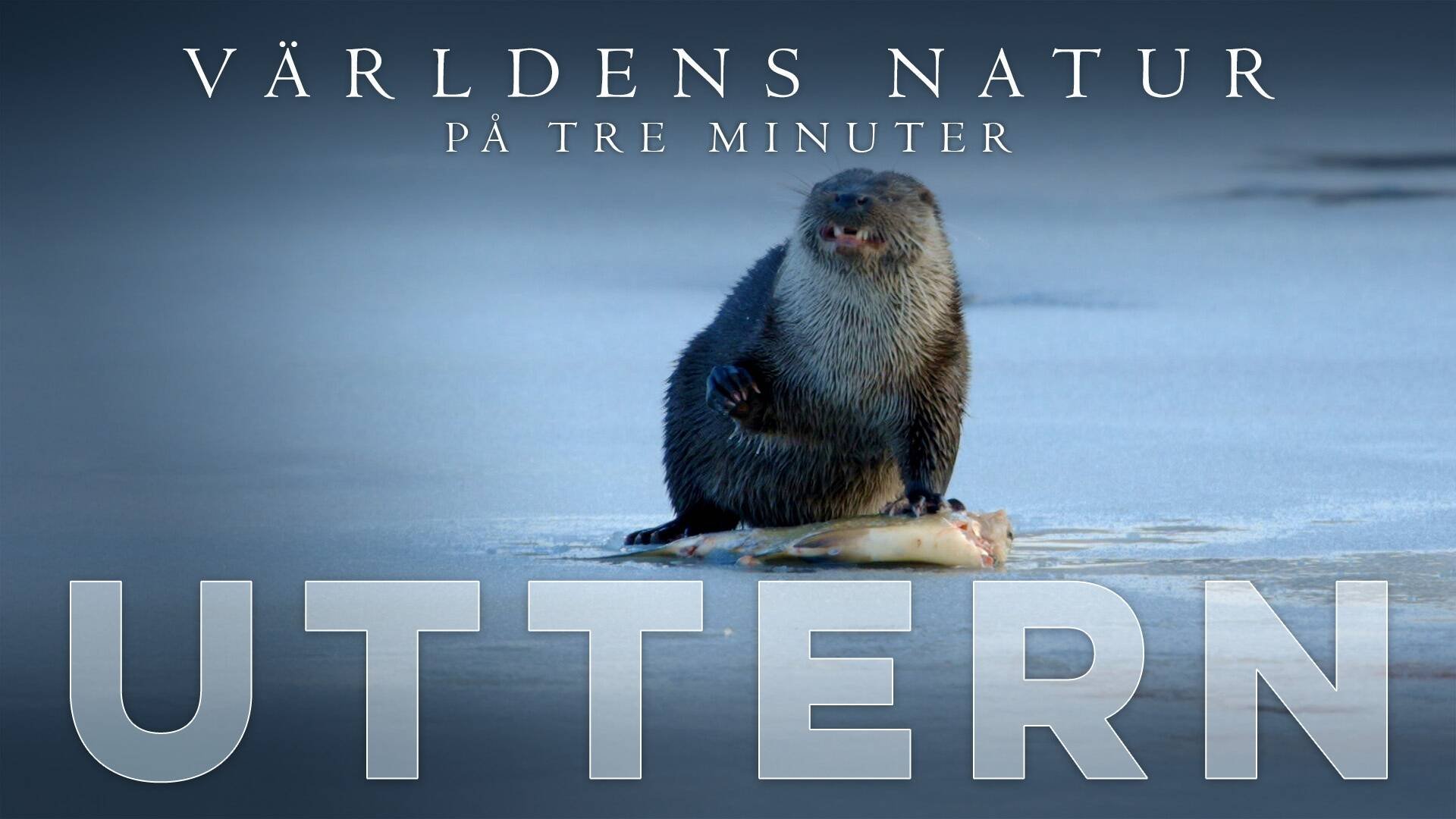 Världens natur: På tre minuter