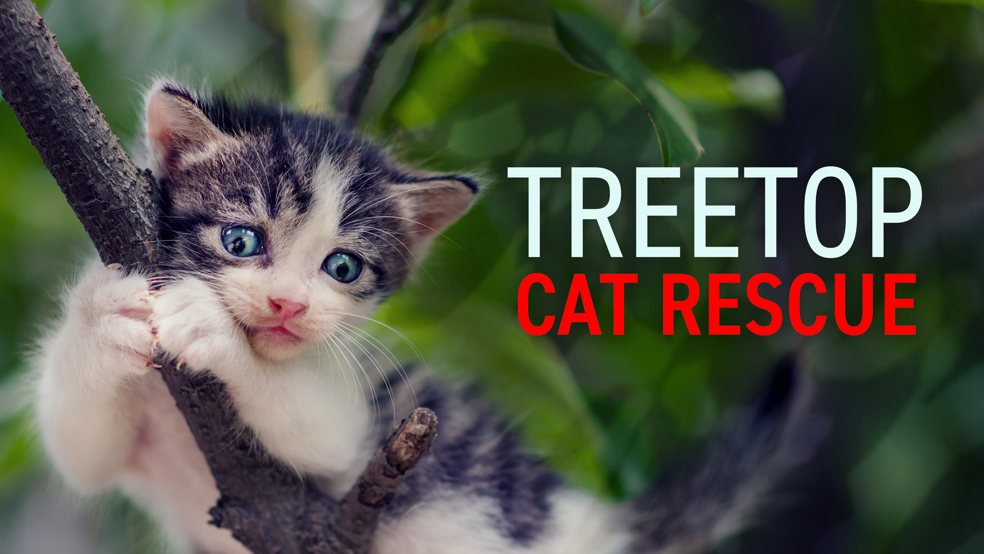 Treetop Cat Rescue