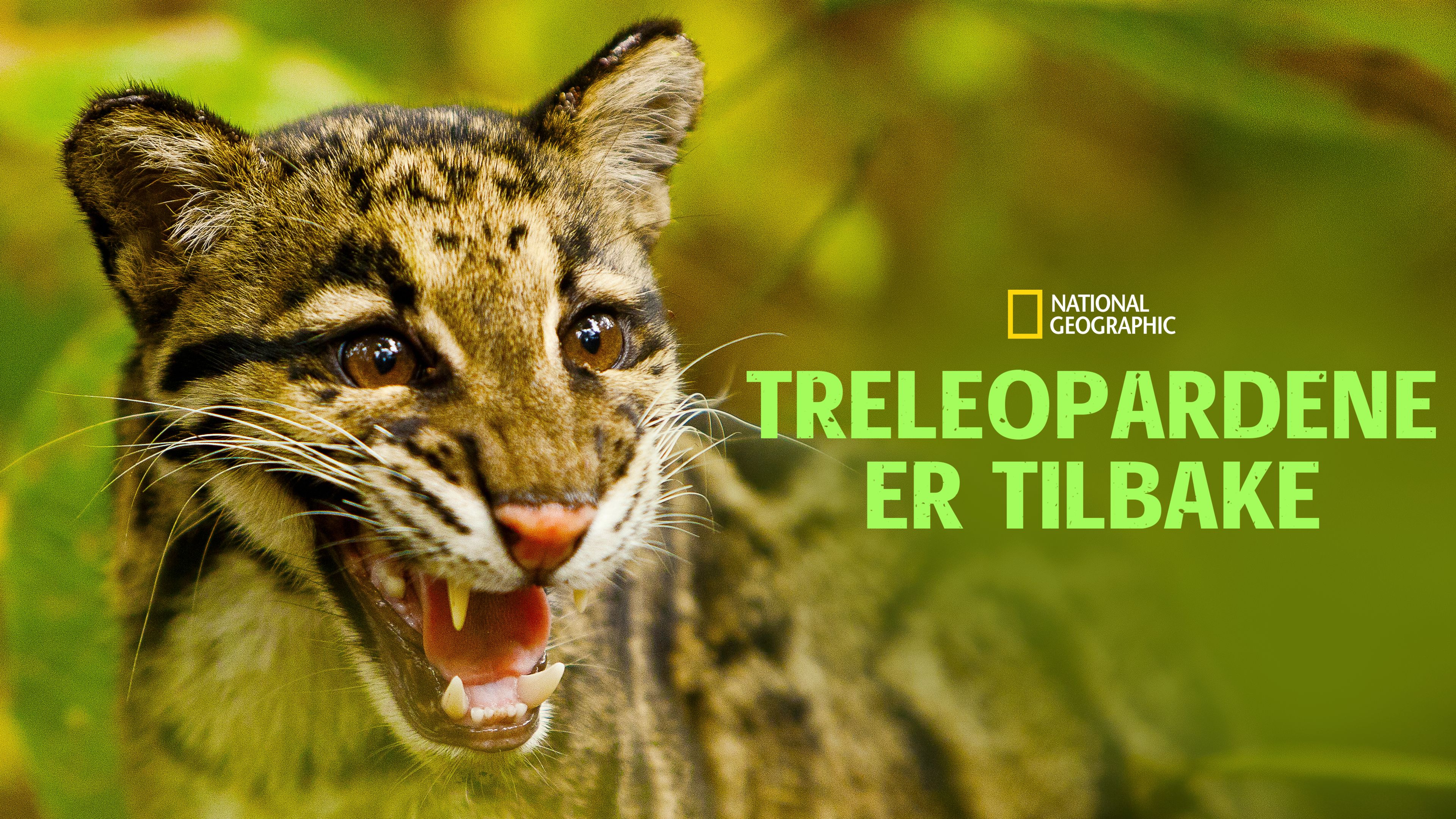 Treleopardene er tilbake