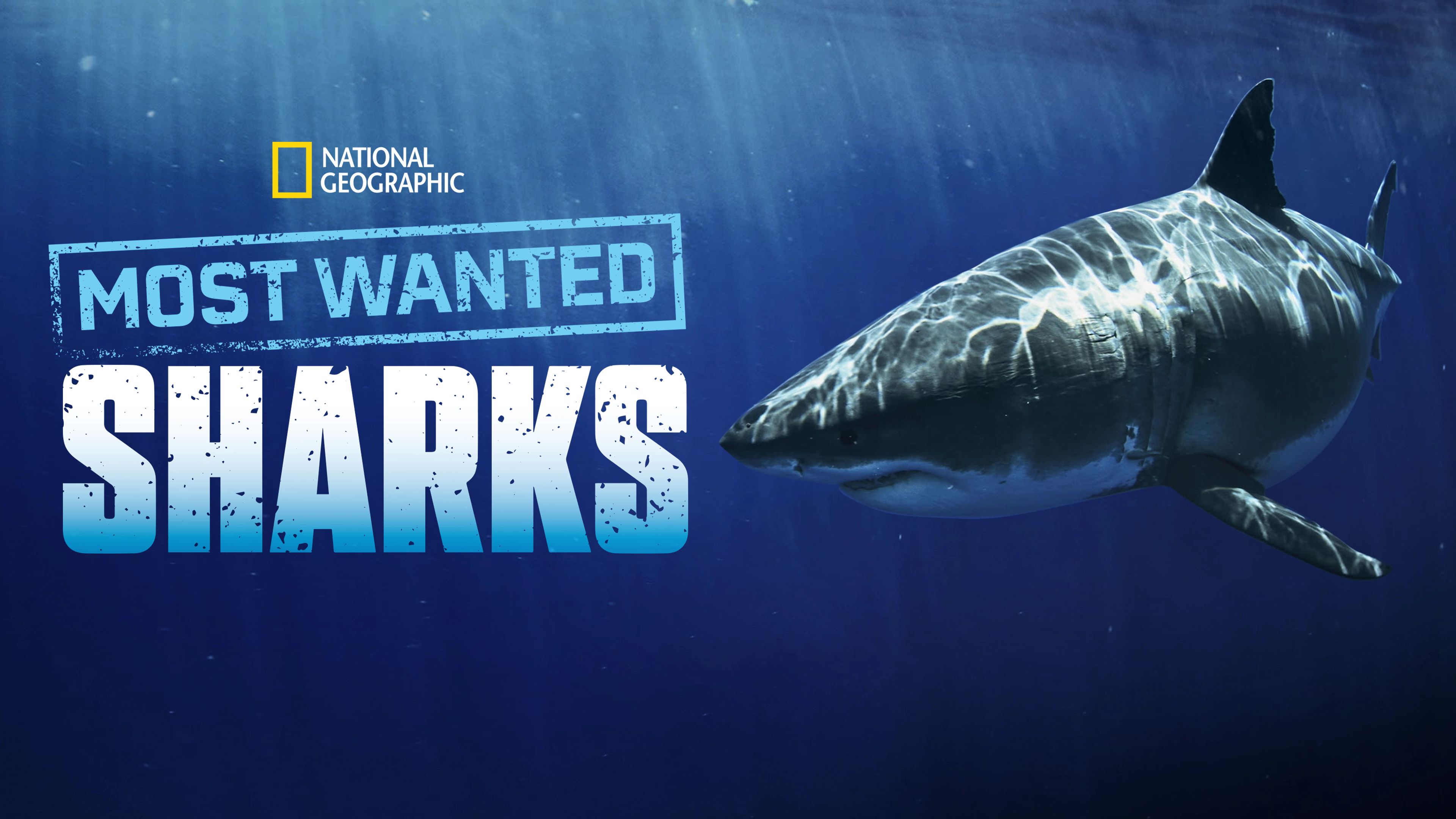 Most Wanted Sharks