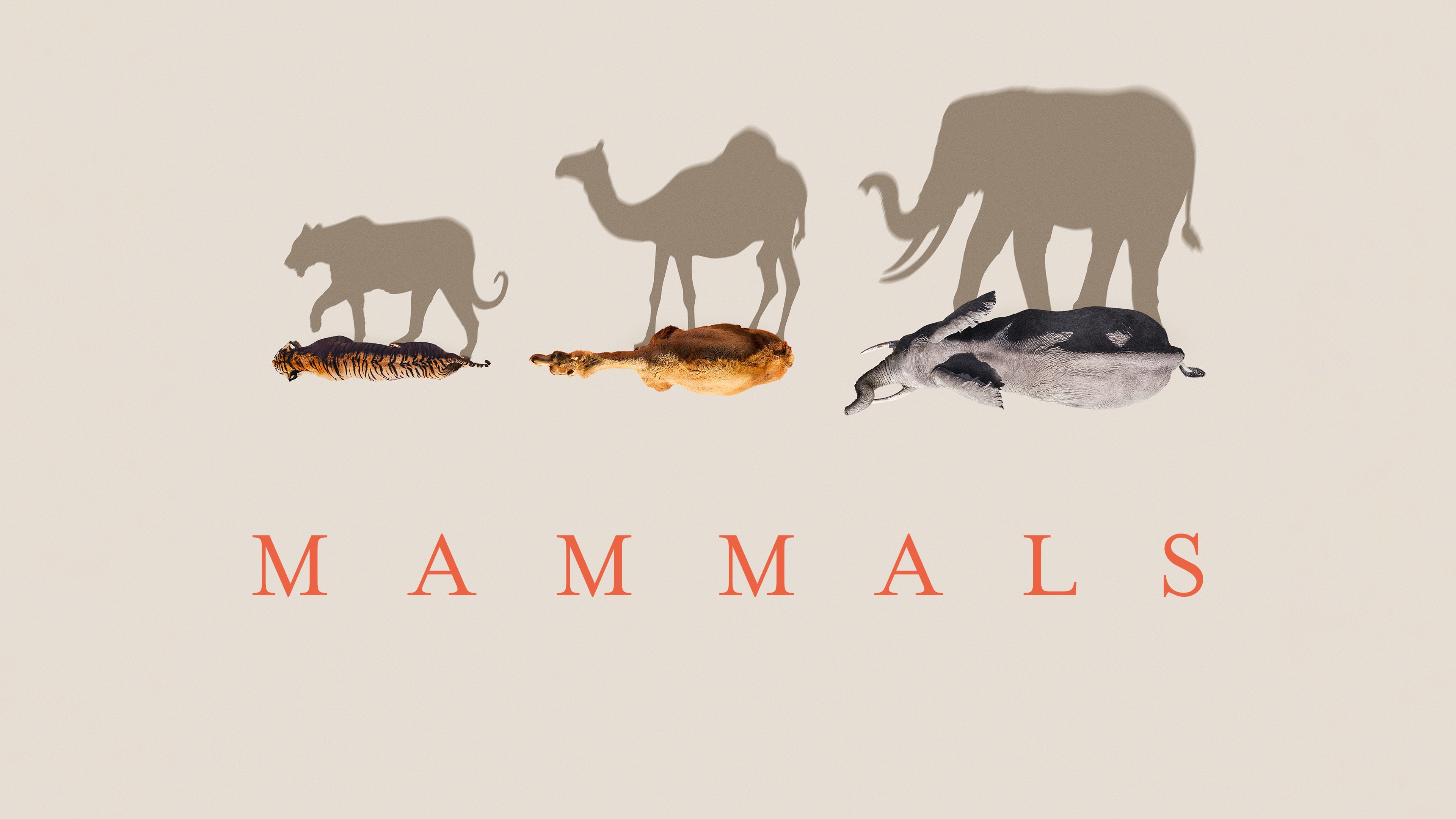 Mammals