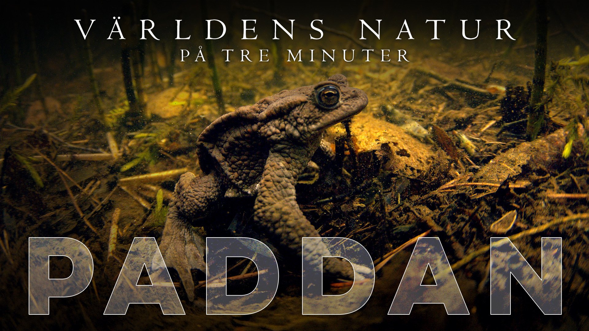 Världens natur: På tre minuter
