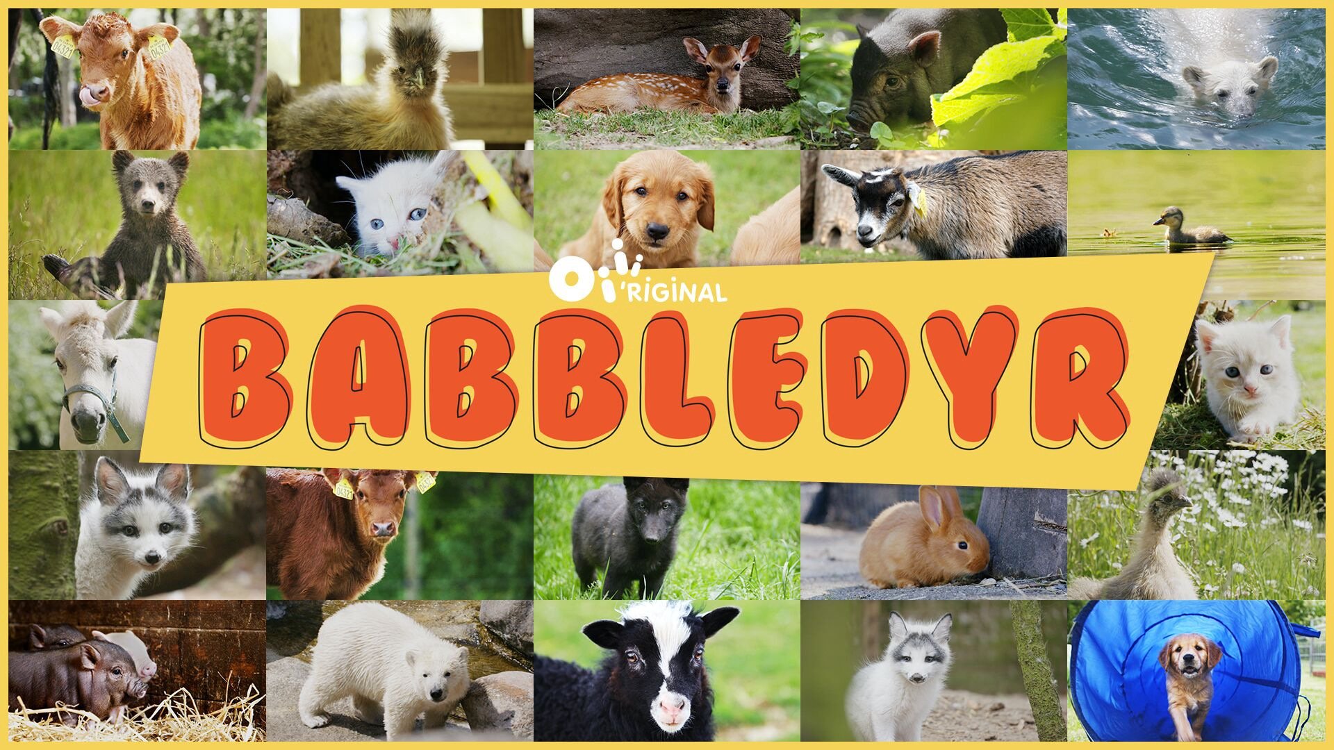Babbledyr