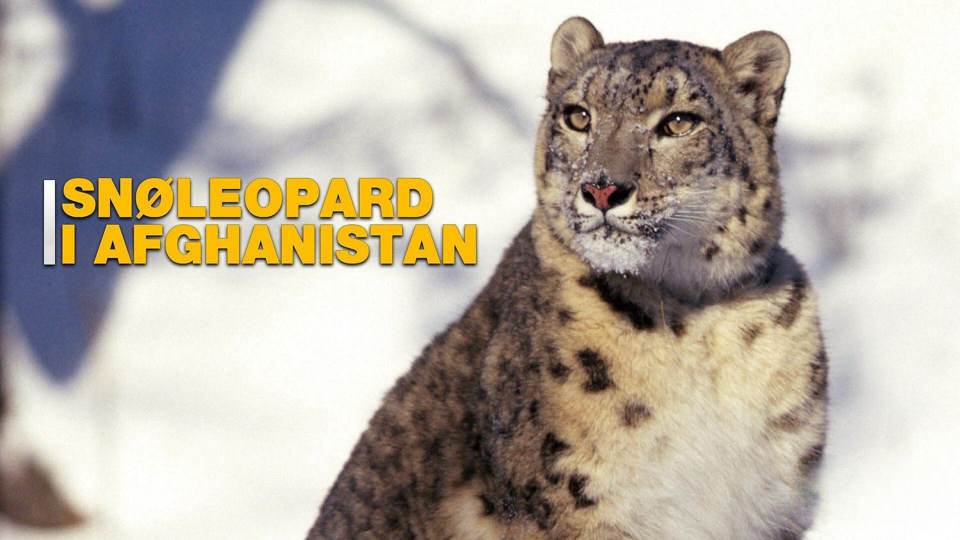 Sneleoparden i Afghanistan