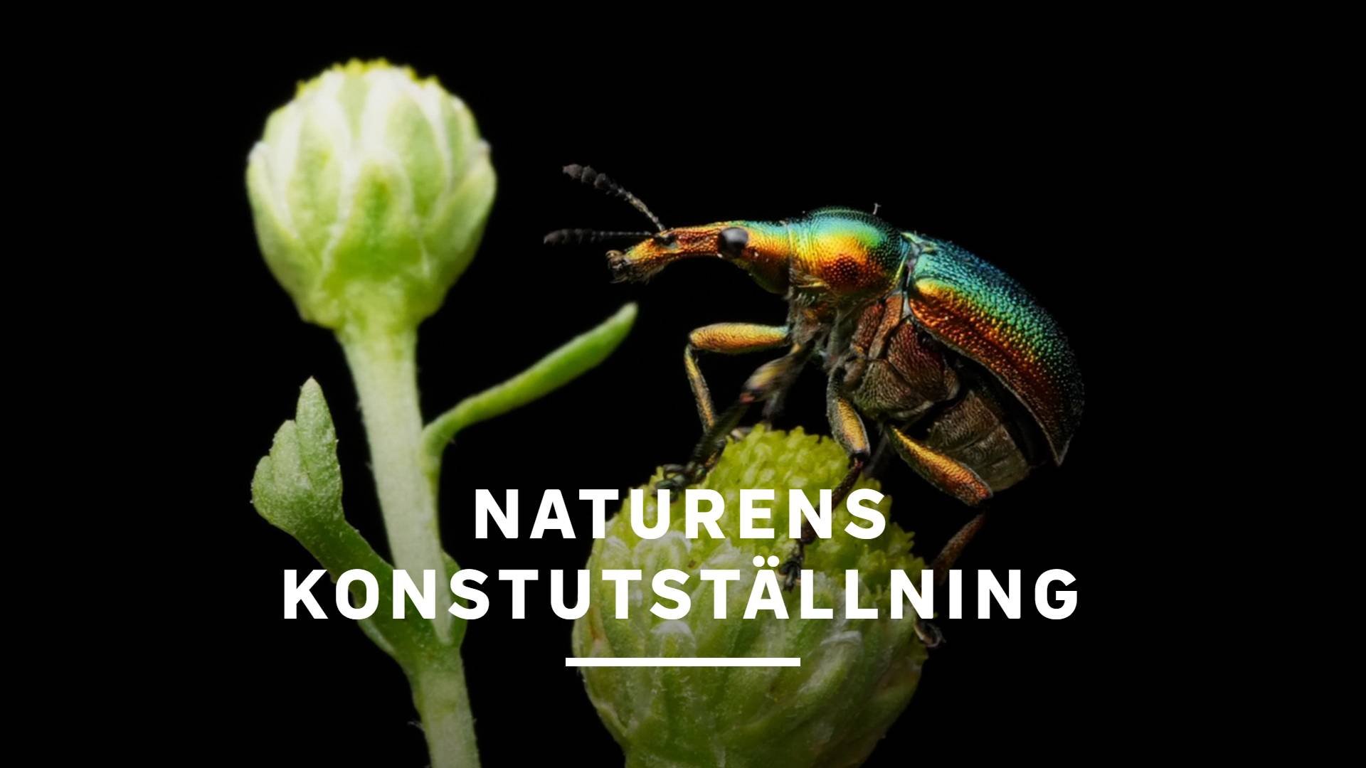 Scener ur naturens konstutställning