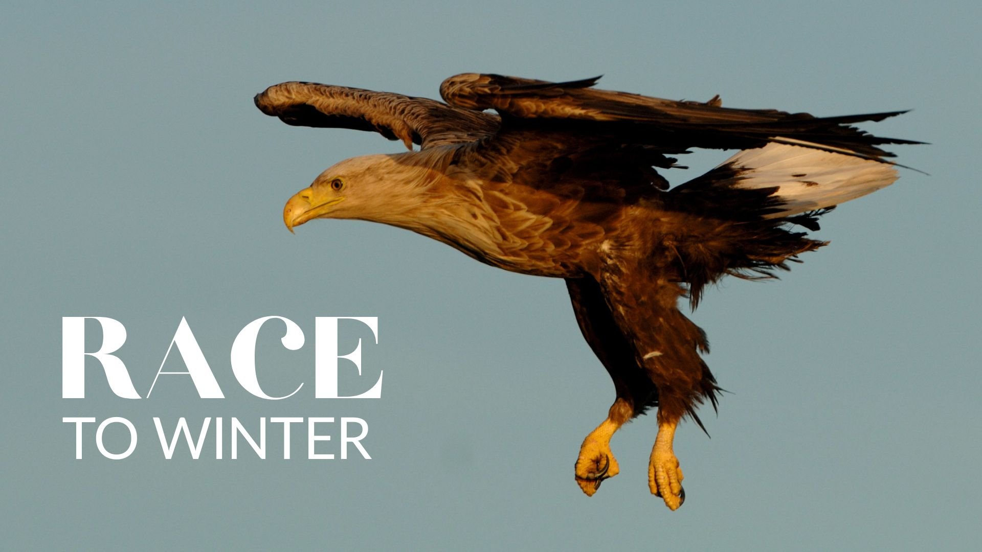 Race to Winter