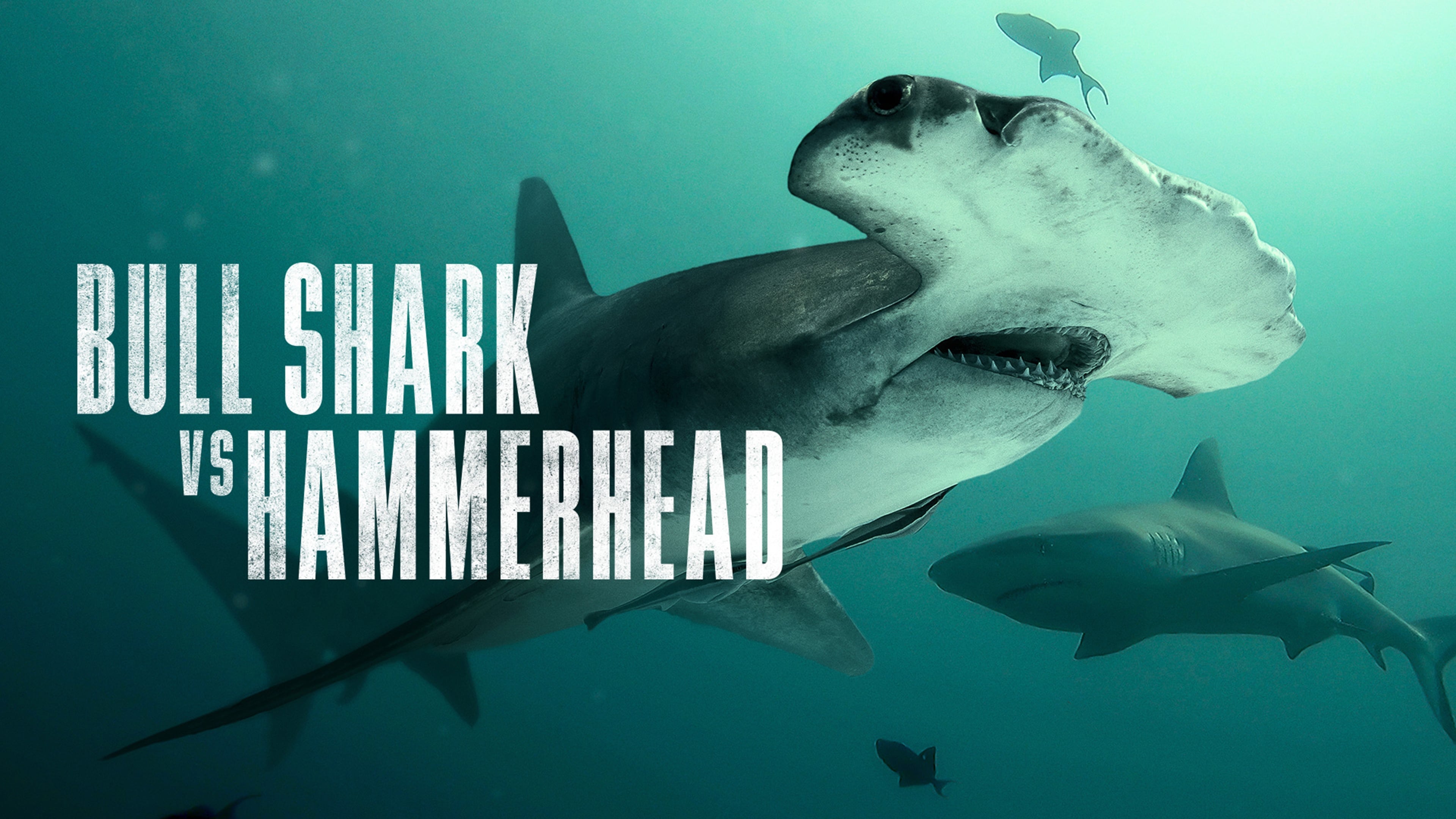 Bull Shark vs. Hammerhead