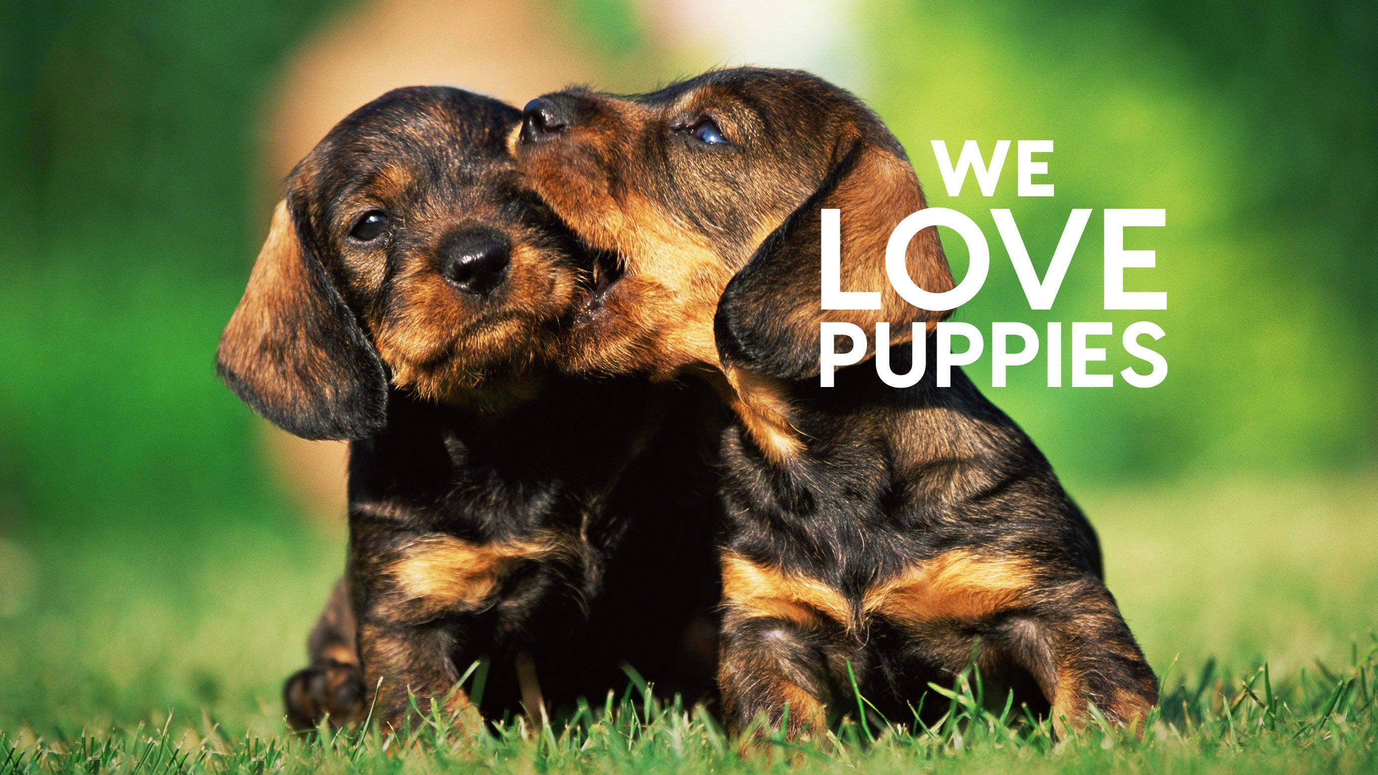 We Love Puppies