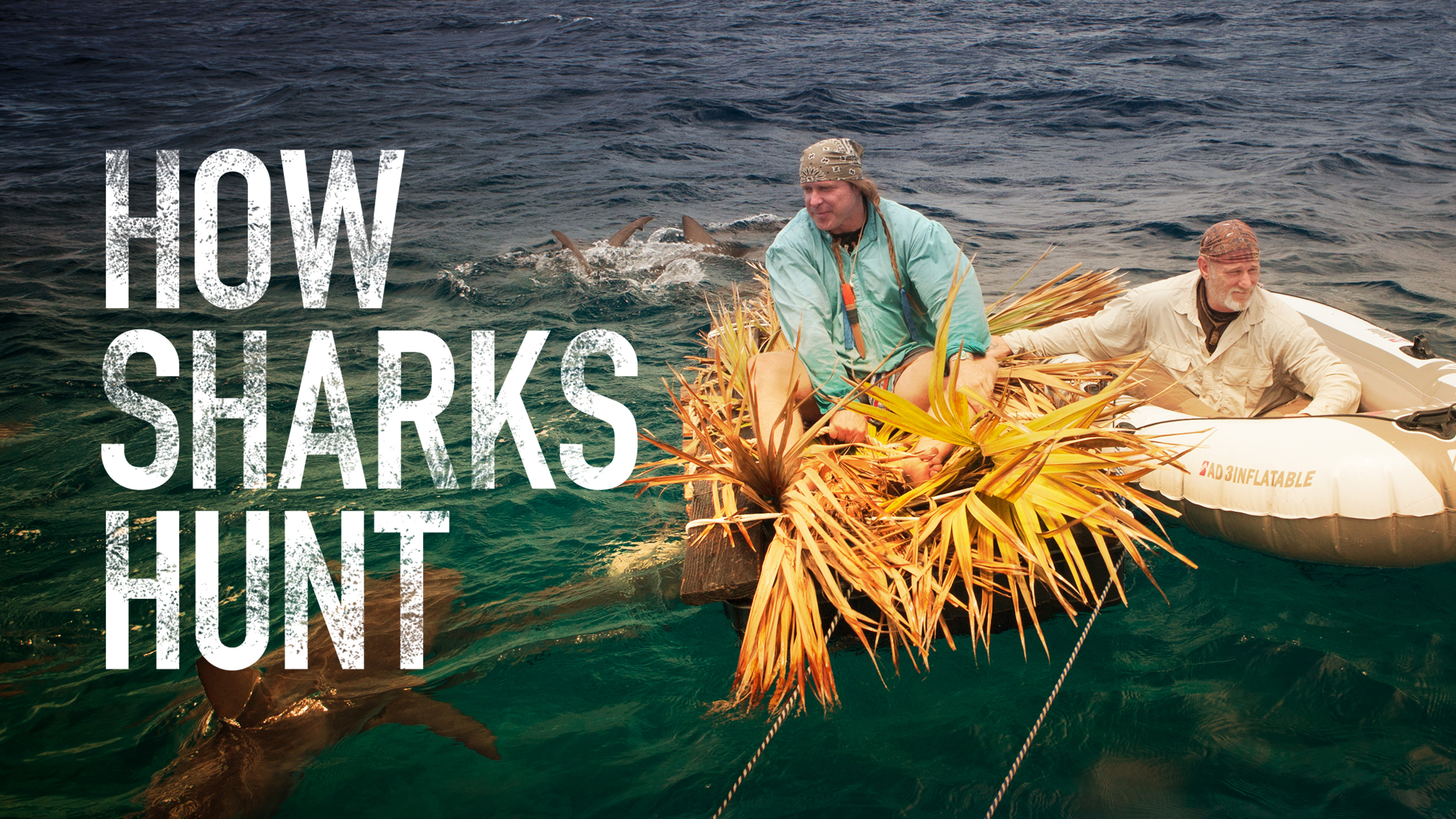 How Sharks Hunt