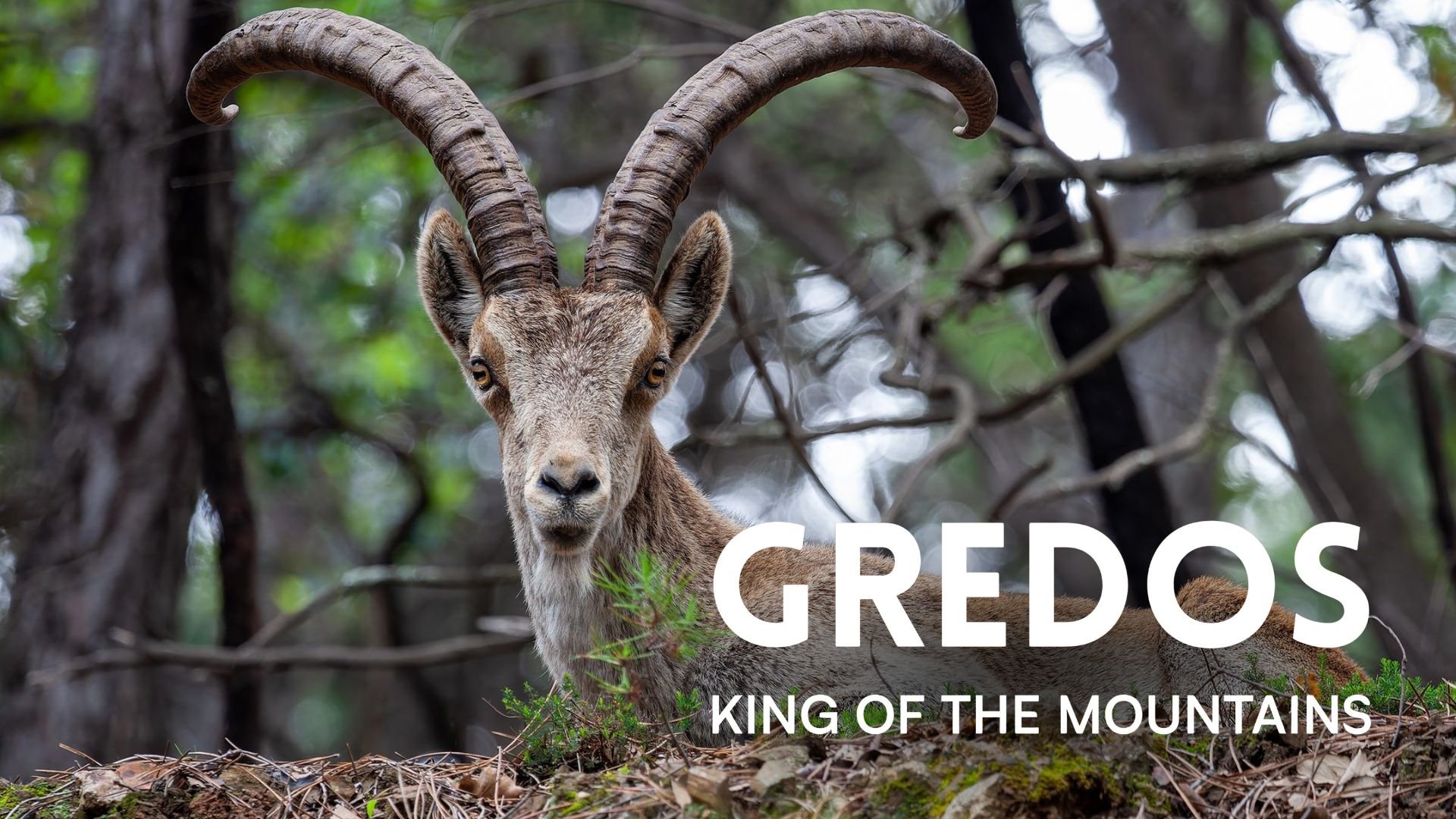 Gredos - King of the Mountains
