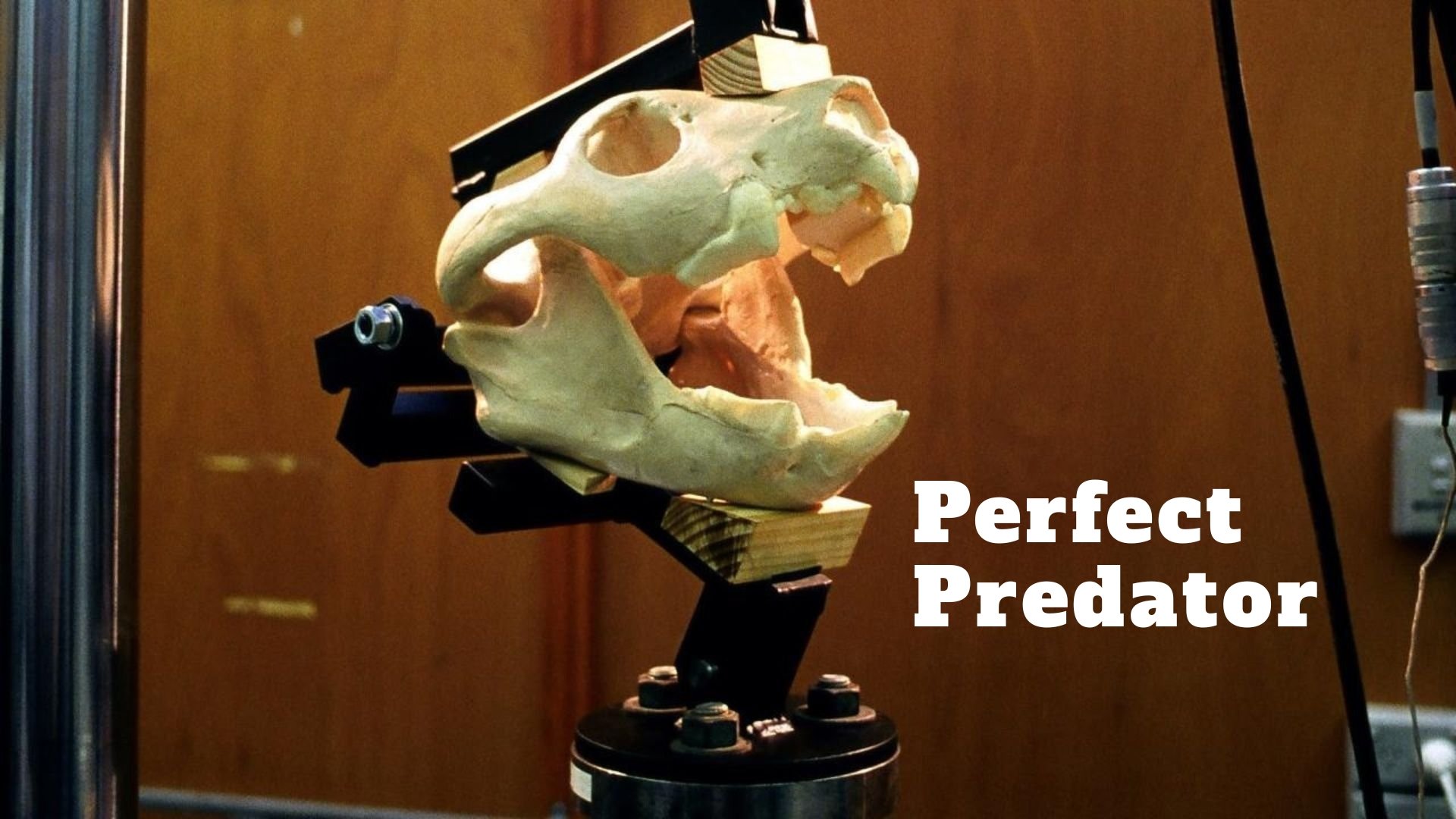 Perfect Predator