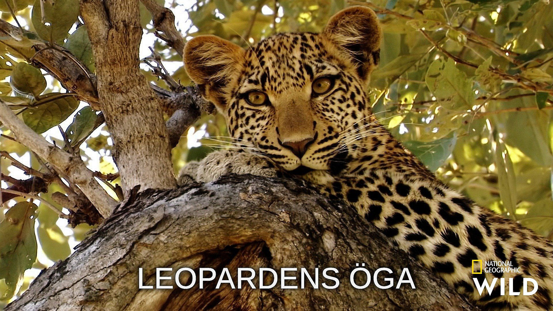 Leopardens øje (afsløret)
