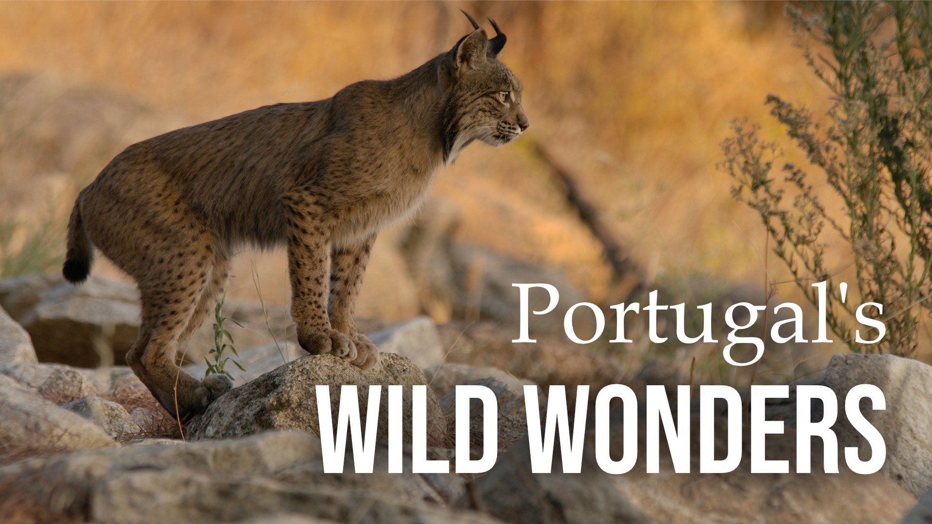 Portugal's Wild Wonders