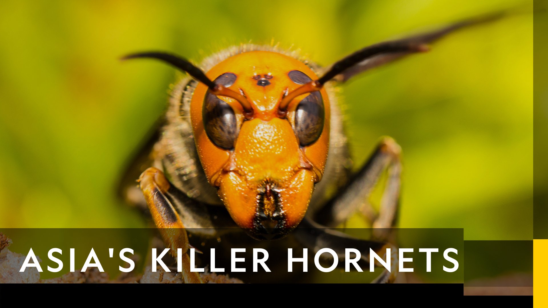 Asia's Killer Hornets