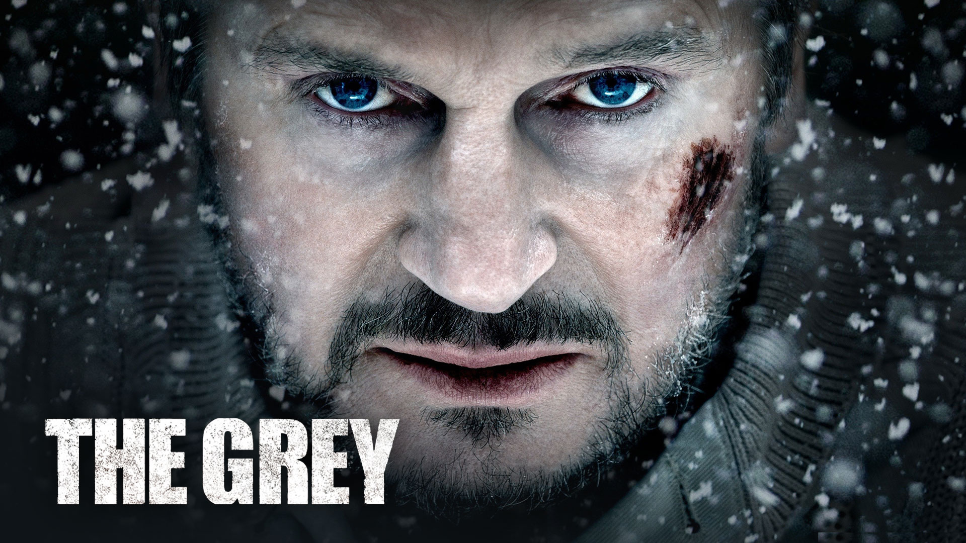 The Grey