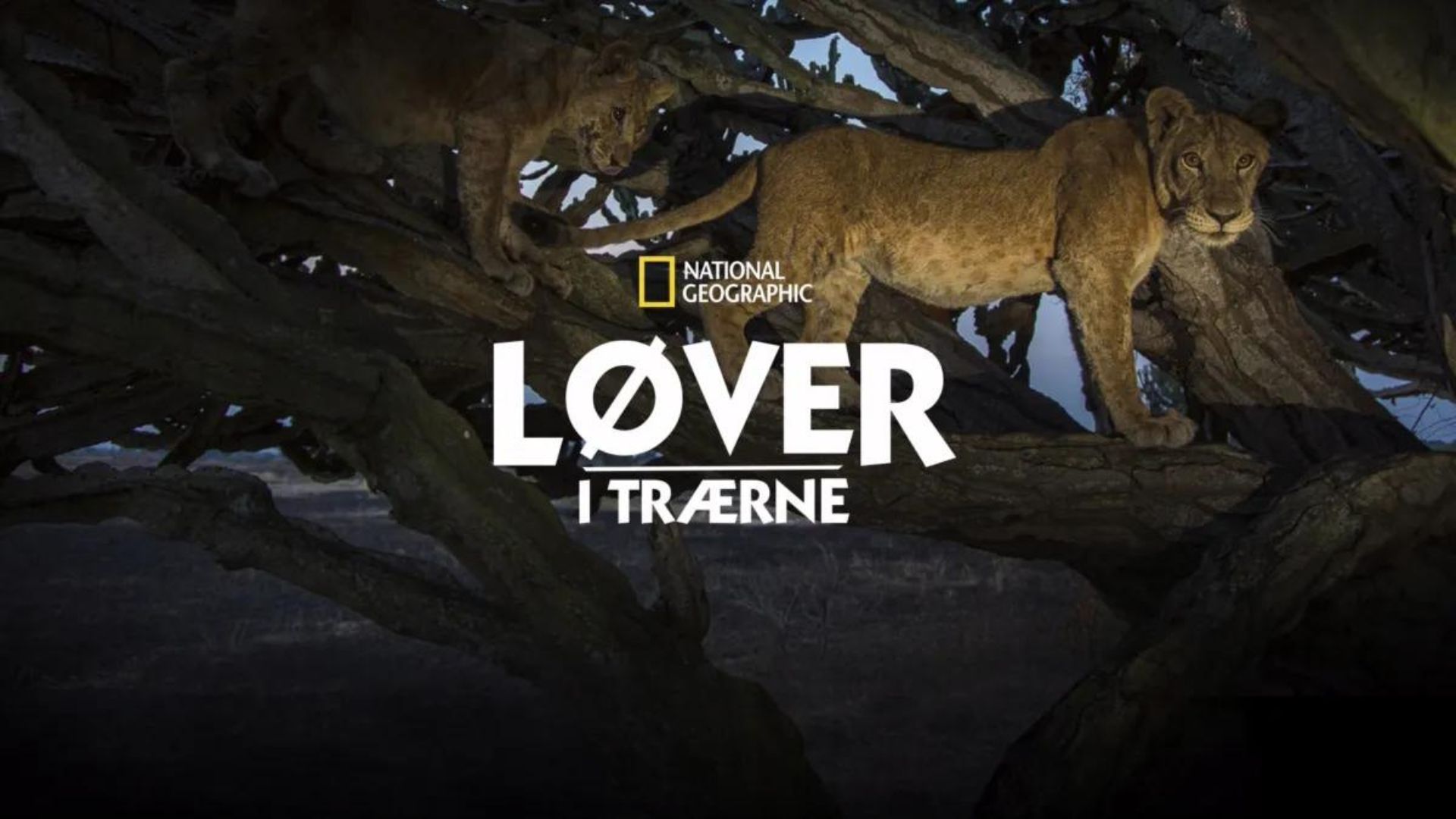 Løver i trærne