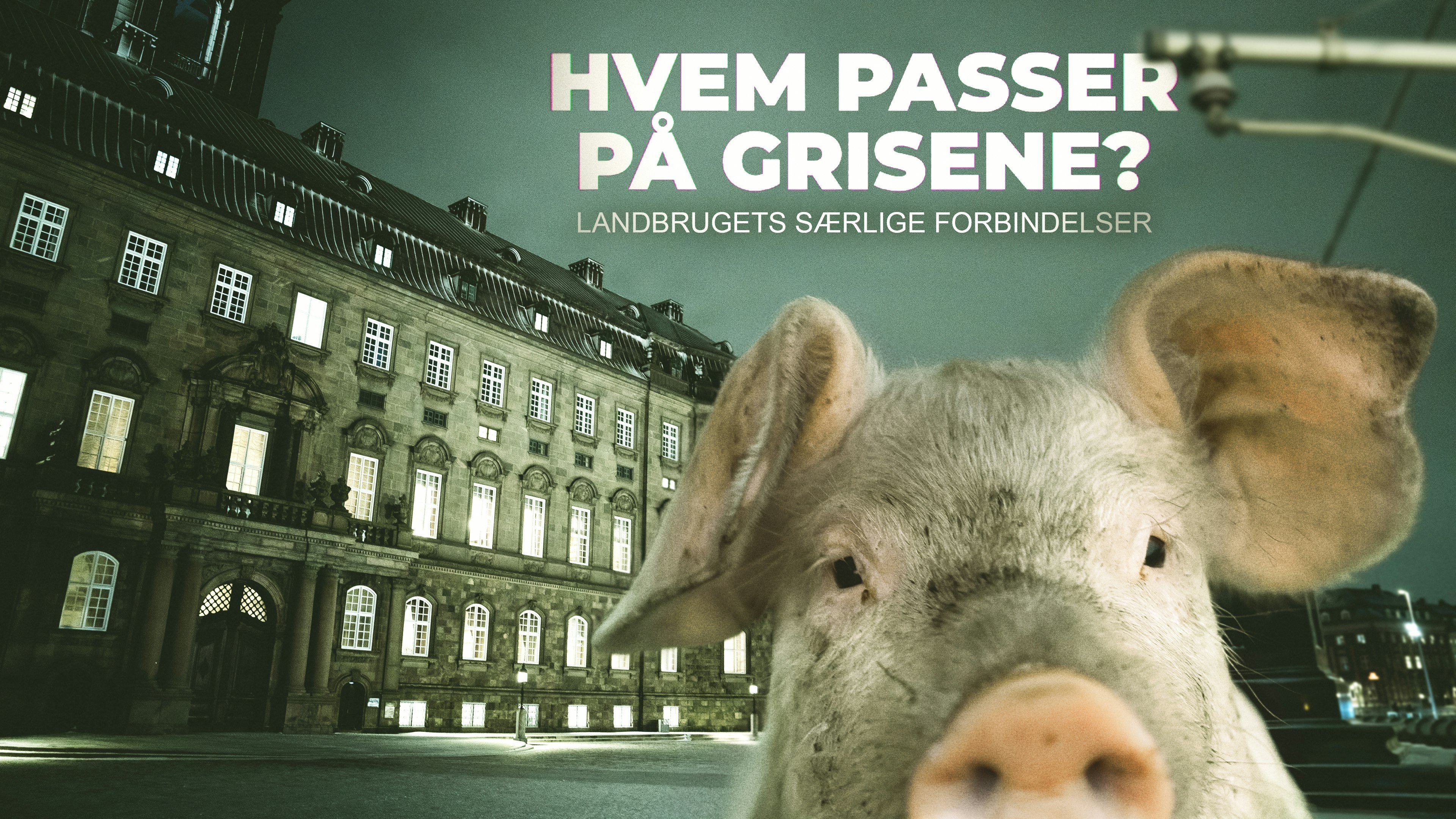 Hvem passer på grisene?