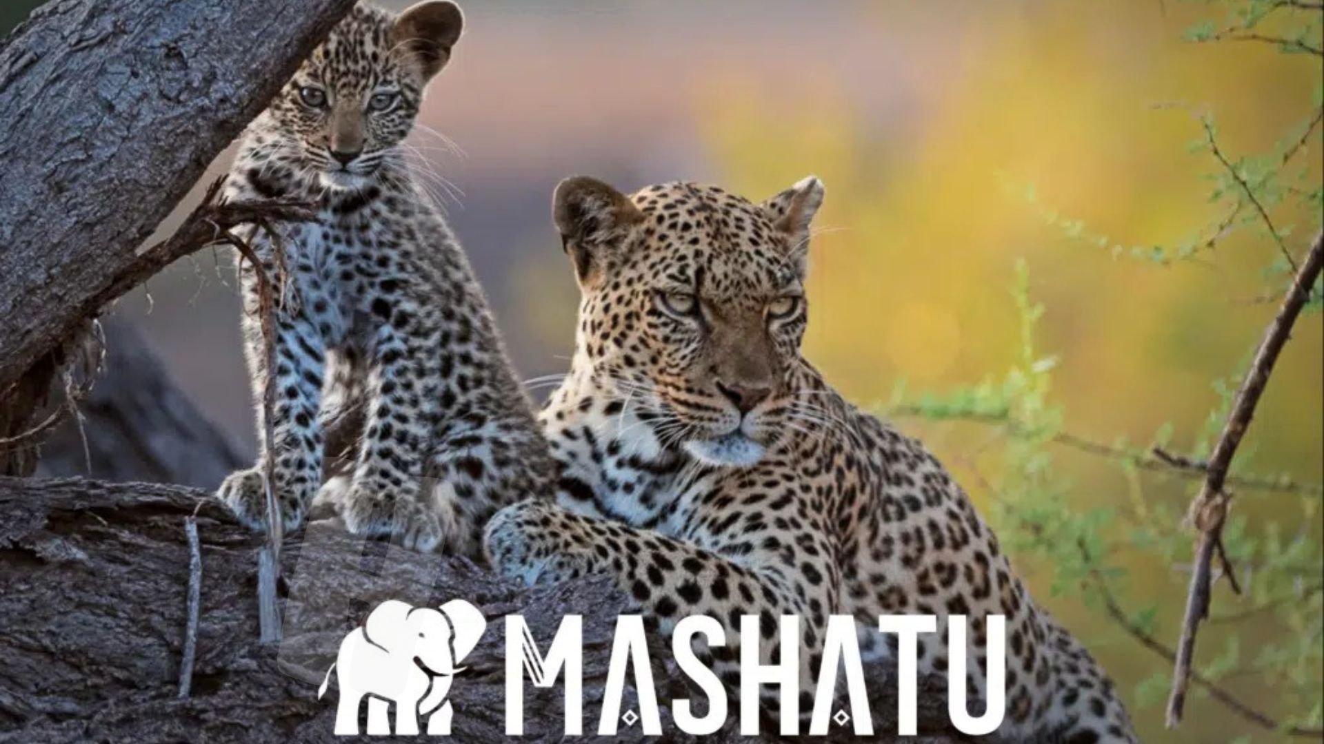 Mashatu: Land Of Leopards
