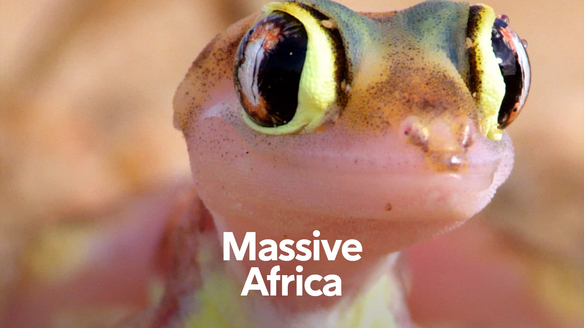 Spektakulære Afrika