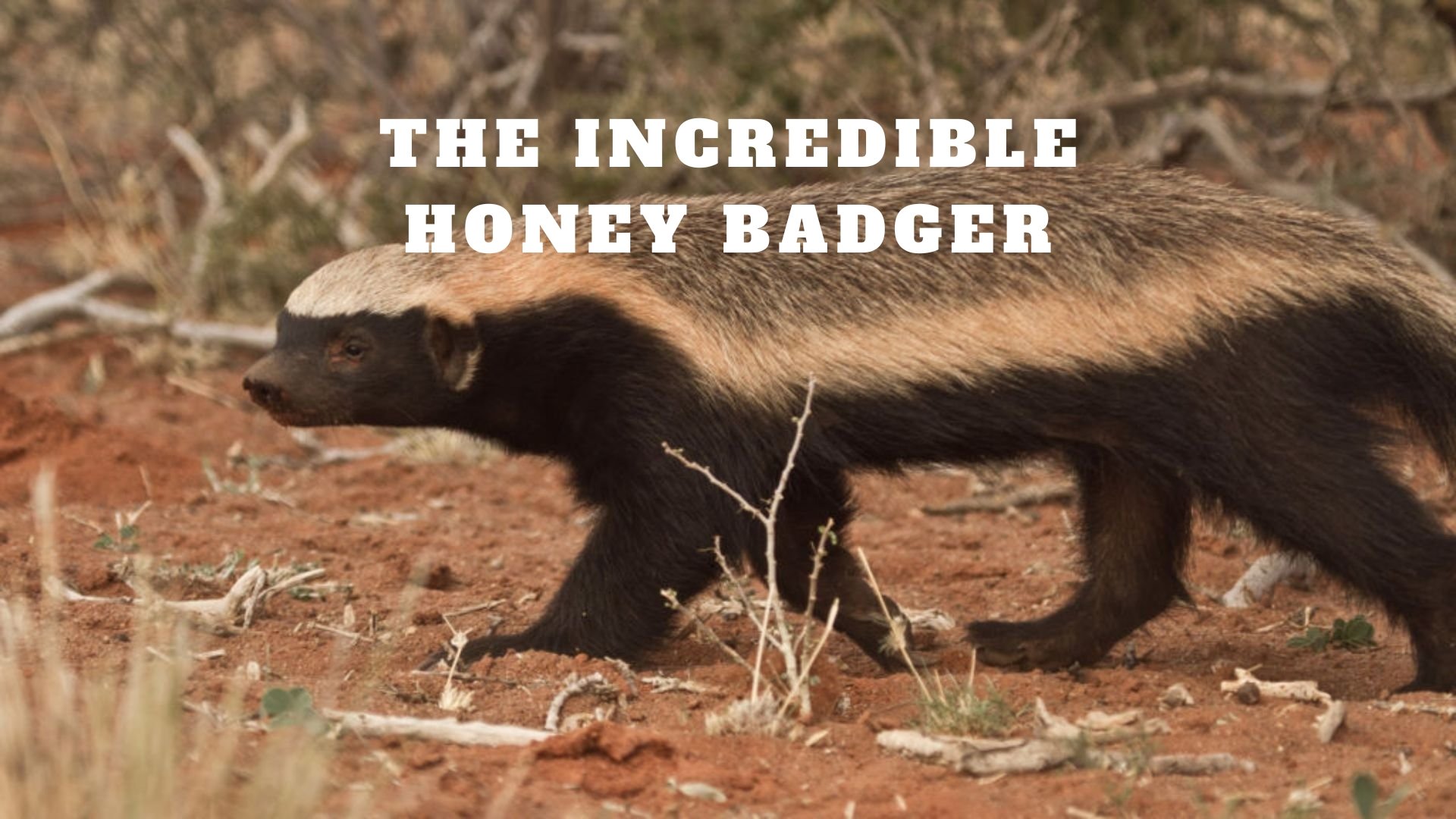 The Incredible Honey Badger
