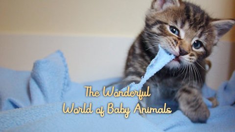 The Wonderful World of Baby Animals