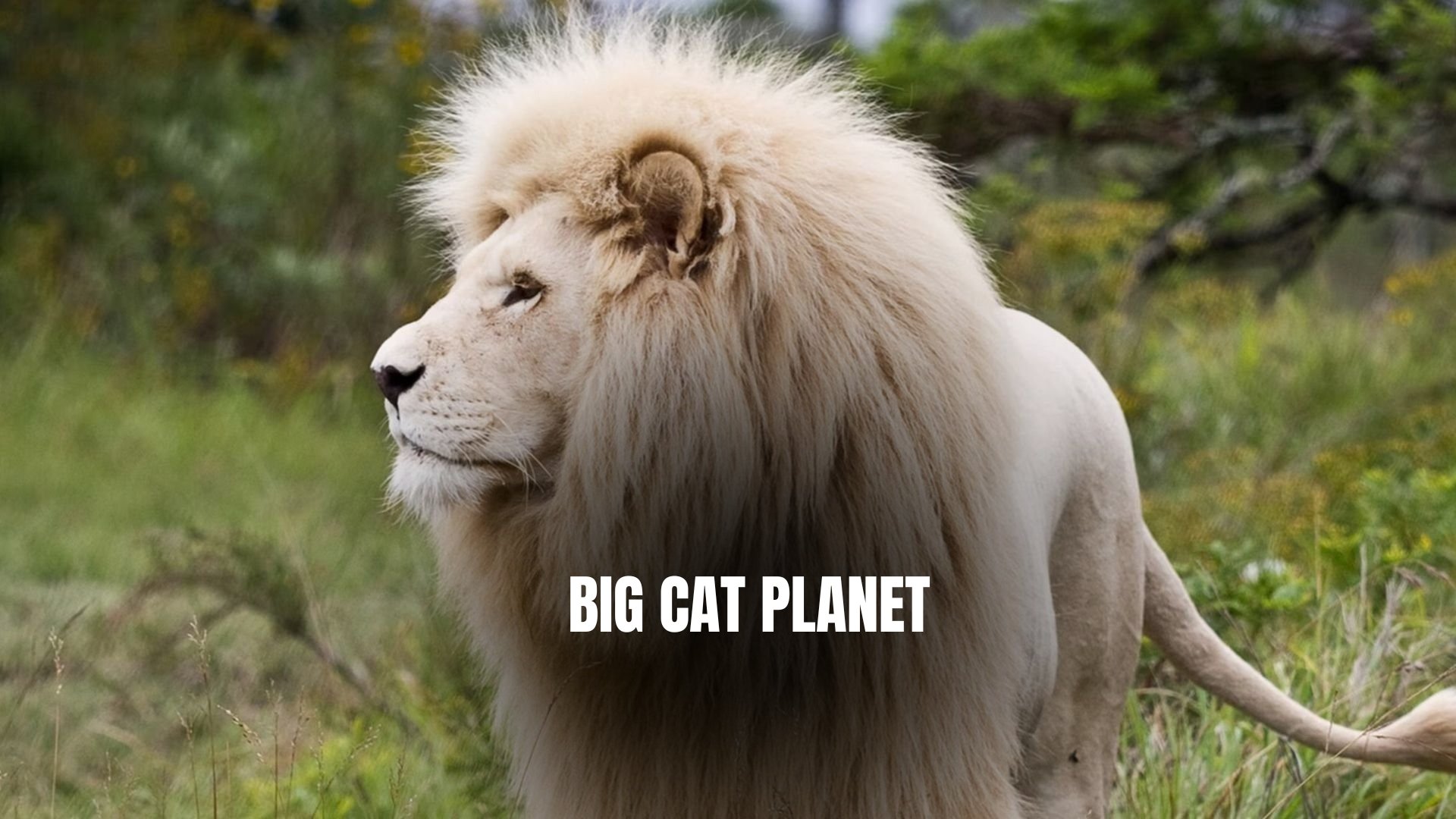 Big Cat Planet