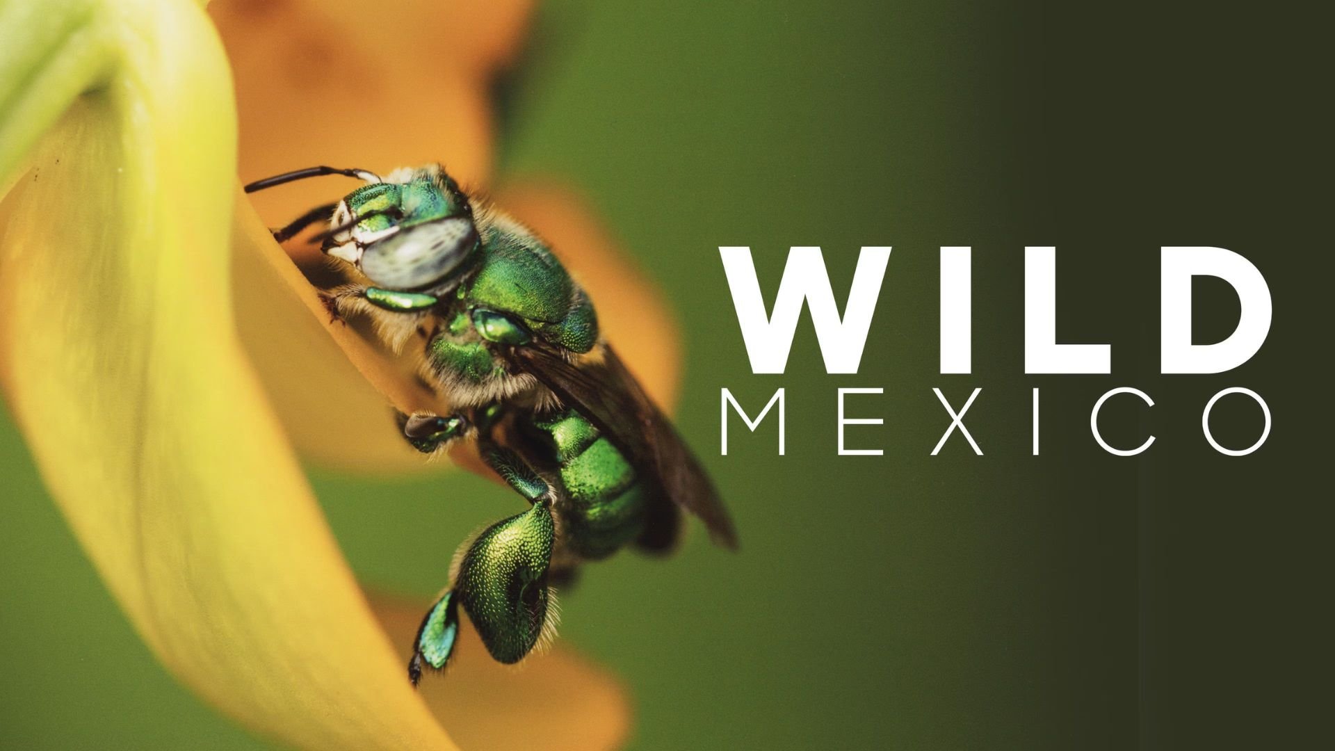 Wild Mexico