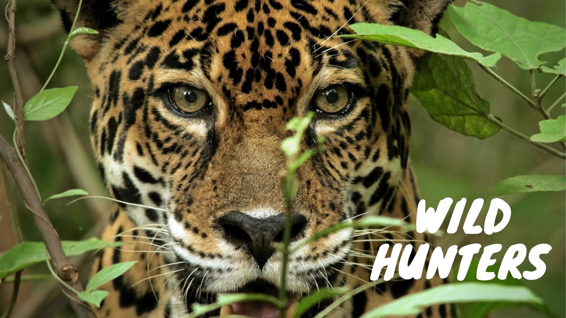 Wild Hunters