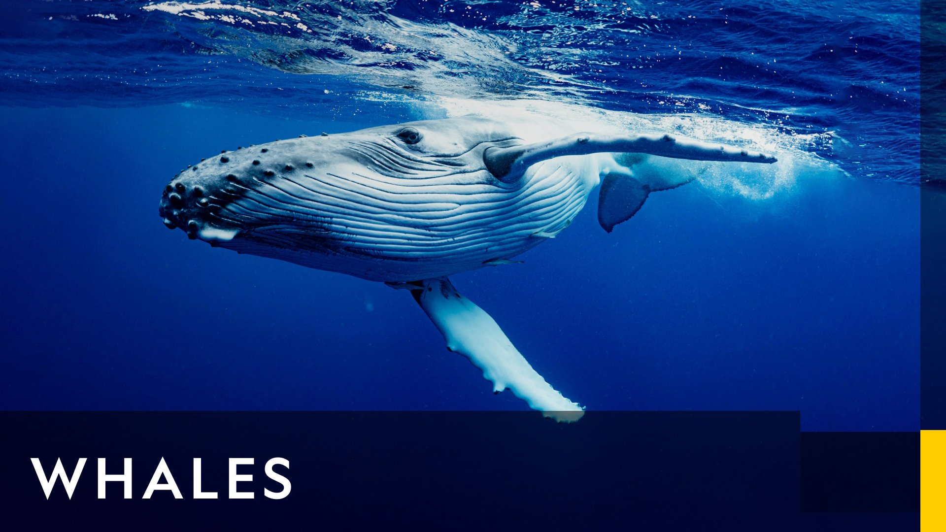 The Secret Life of Orcas