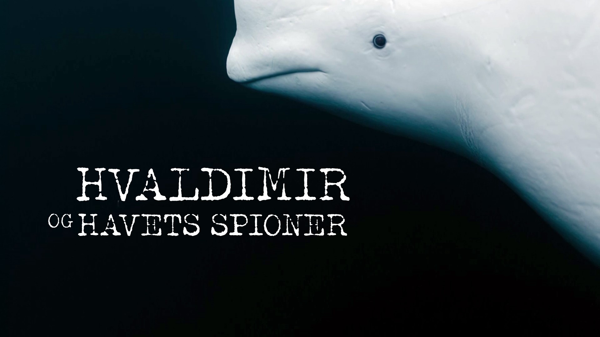 Hvaldimir og havets spioner