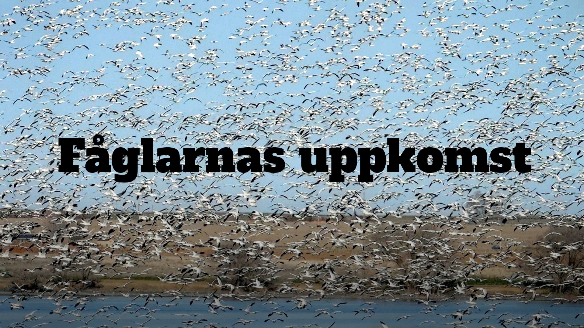 Fuglenes utvikling