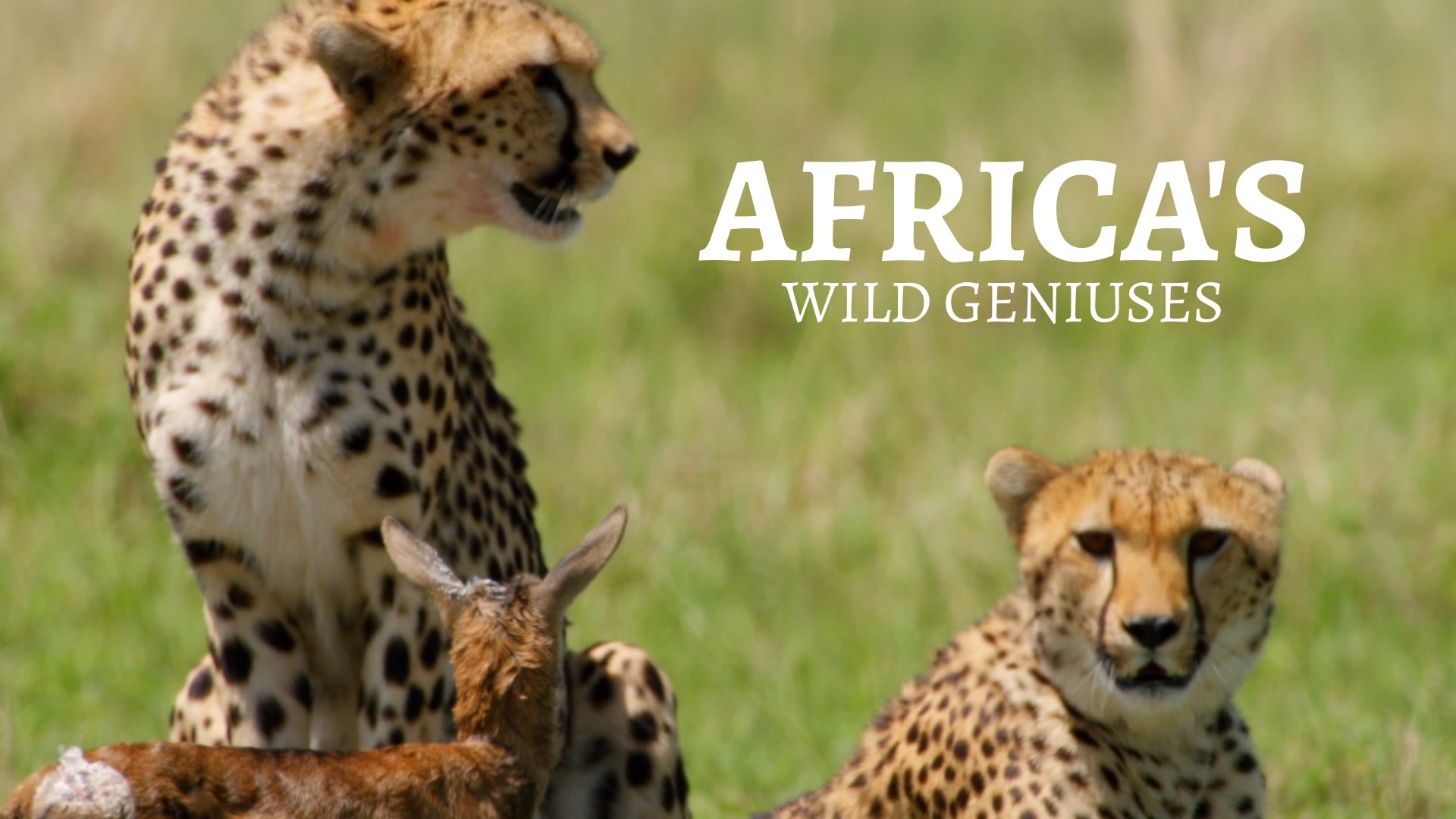 Africa's Wild Geniuses