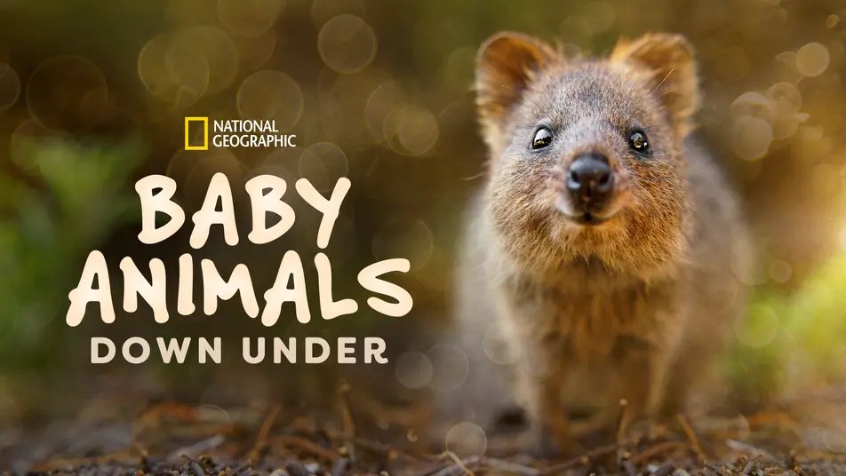 Baby Animals Down Under