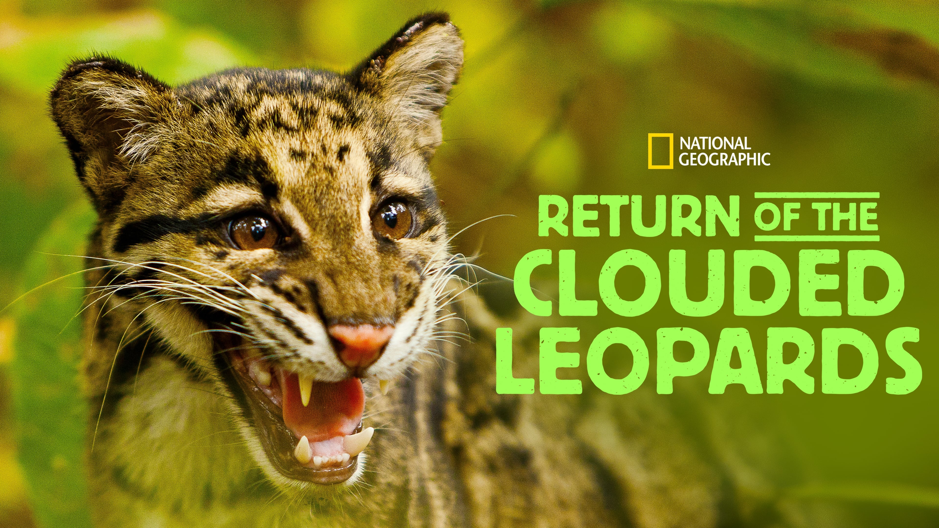 Return of The Clouded Leopards